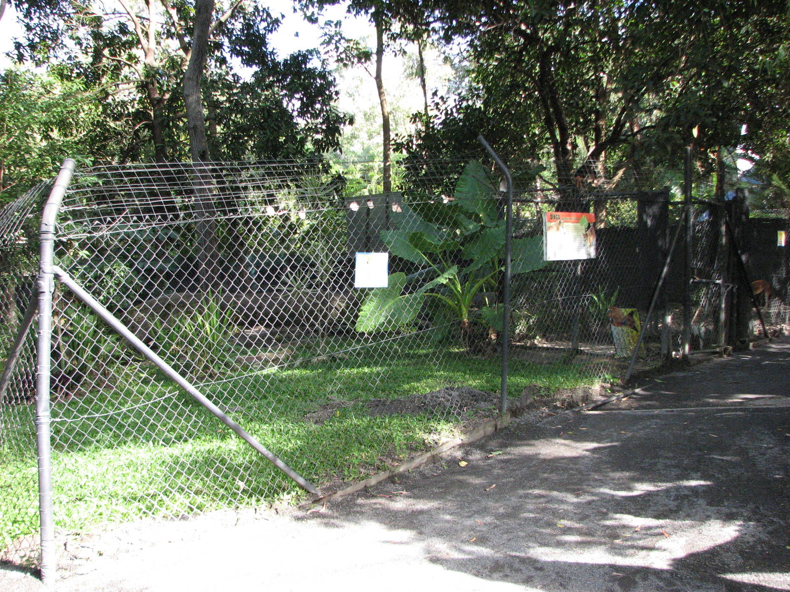 Cairns Tropical Zoo 2007 - Dingo Enclosure