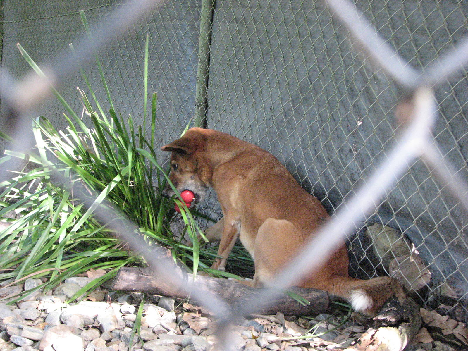 Cairns Tropical Zoo 2007 - Dingo
