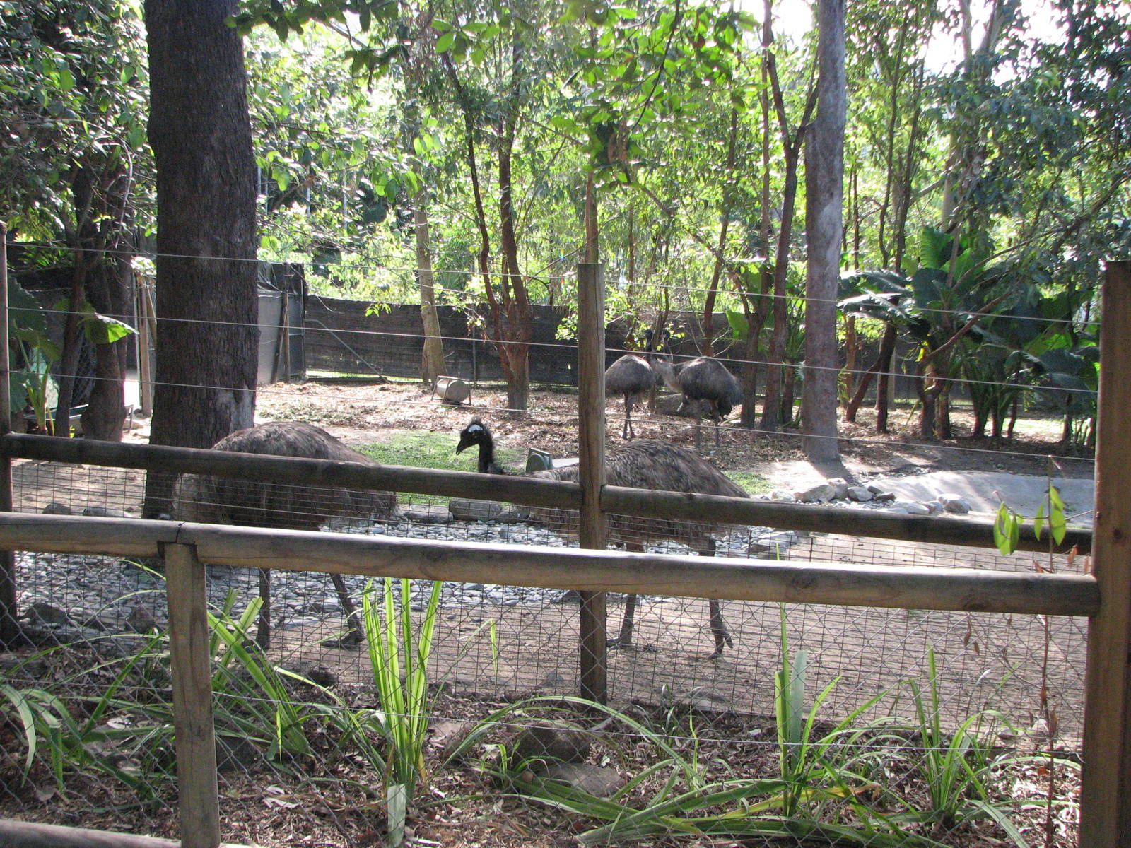 Cairns Tropical Zoo 2007 - Emu enclosure