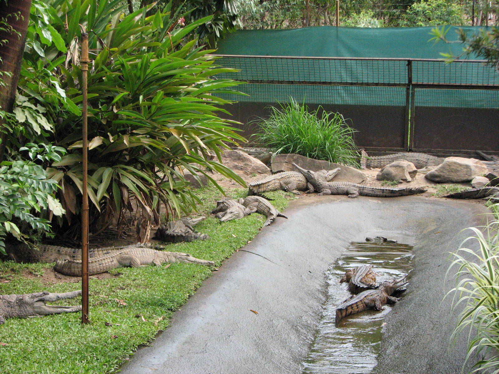 Cairns Tropical Zoo 2007 - Freshwater Crocodile pool
