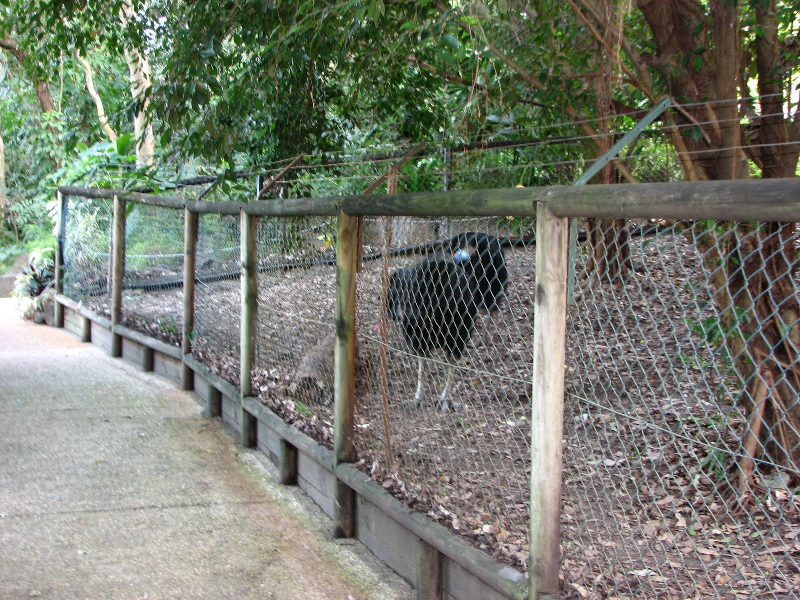 Cairns Tropical Zoo 2007 - Front of Cassowary enclosure