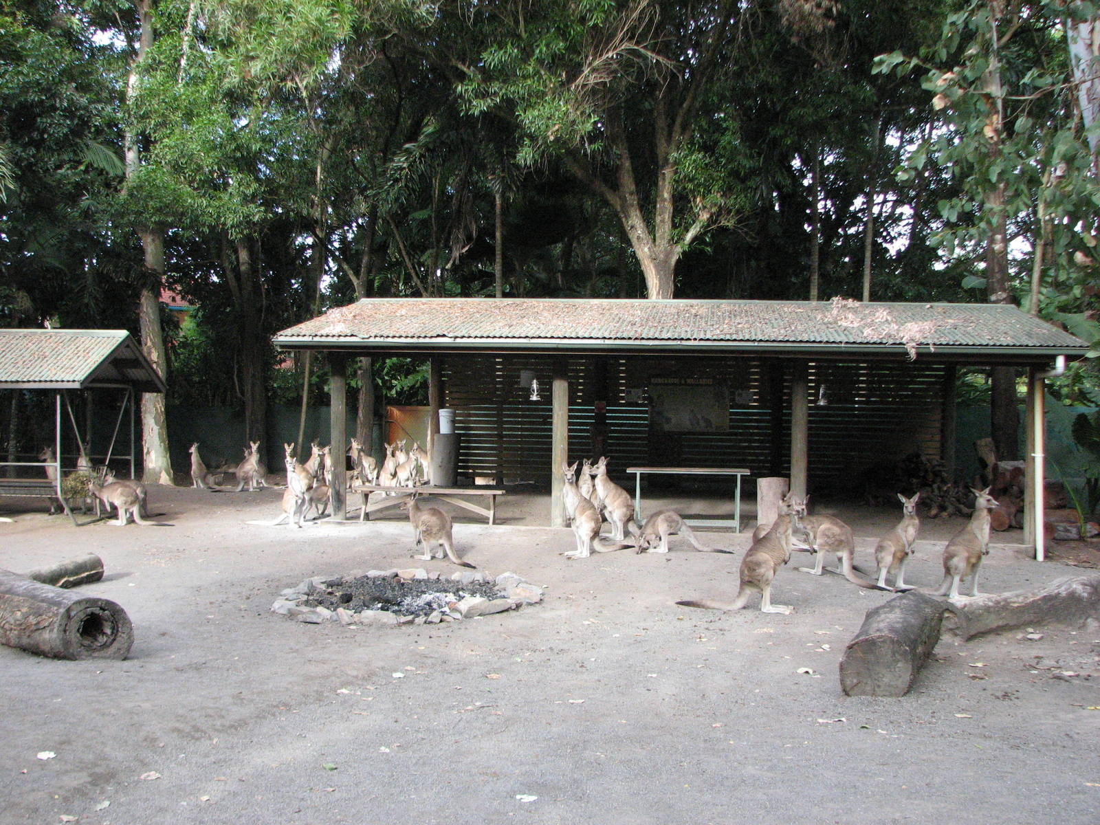 Cairns Tropical Zoo 2007 - Kangaroo enclosure
