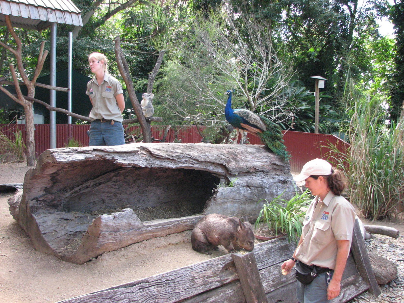 Cairns Tropical Zoo 2007 - Keeper presentation in mixed exhibit