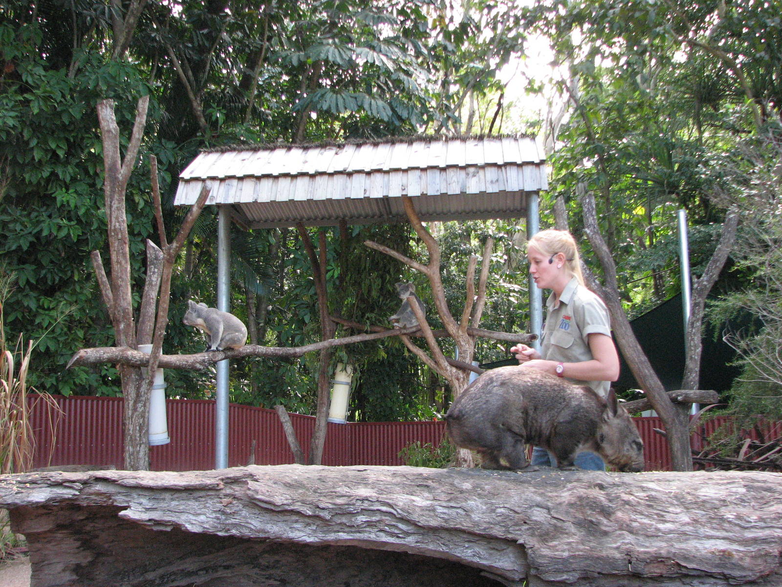 Cairns Tropical Zoo 2007 - Keeper presentation in mixed exhibit