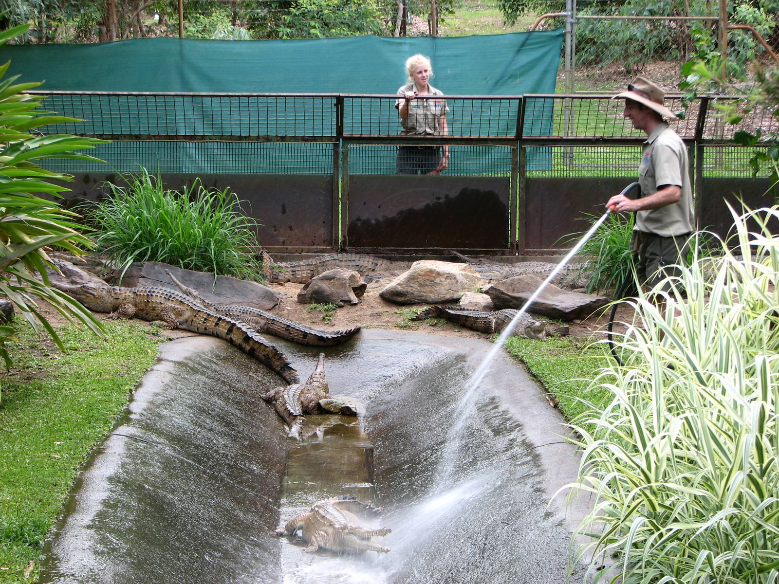 Cairns Tropical Zoo 2007 - Keeper washes the Freshwater Crocodile enclosure