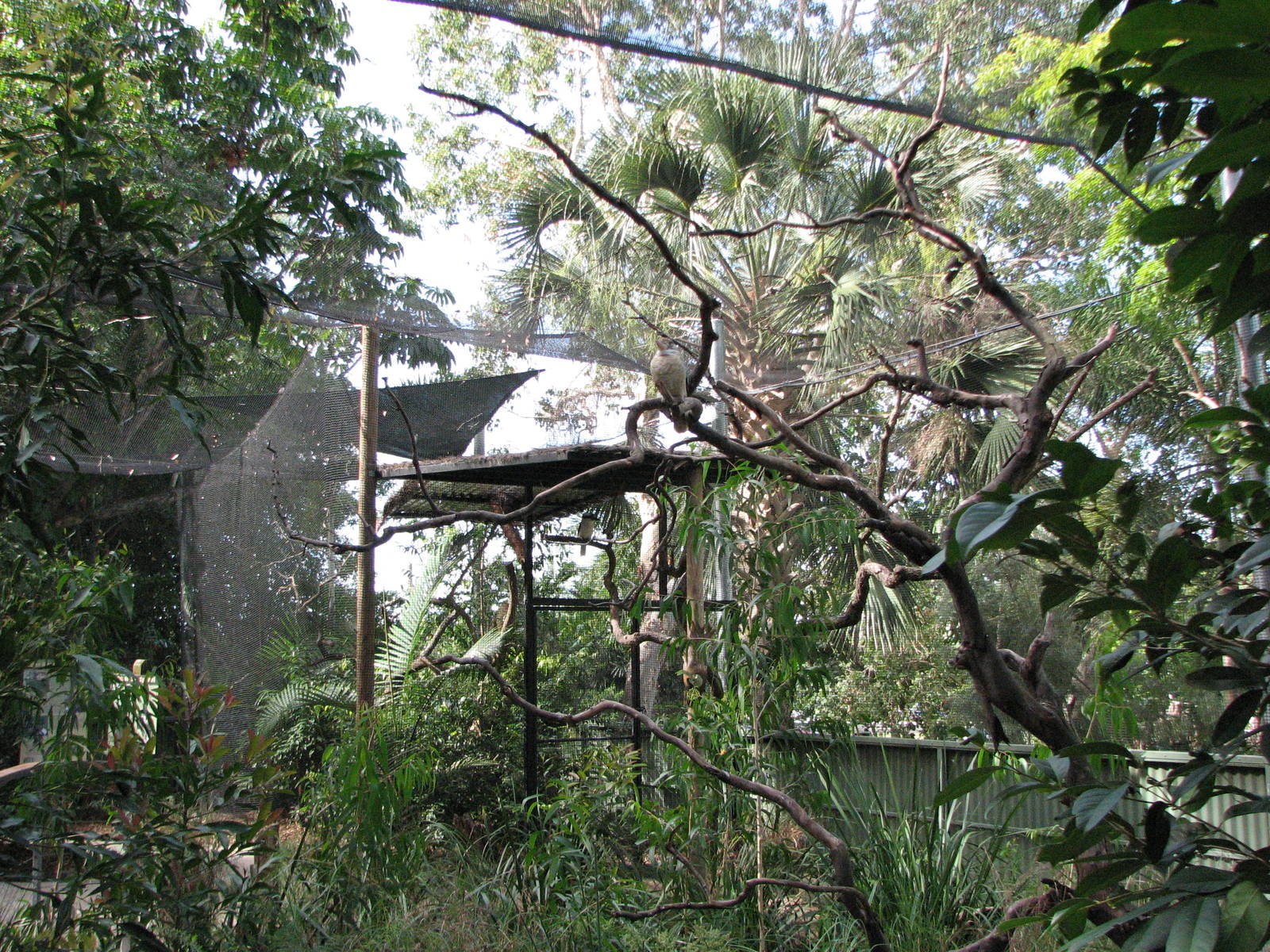 Cairns Tropical Zoo 2007 - Kookaburra aviary
