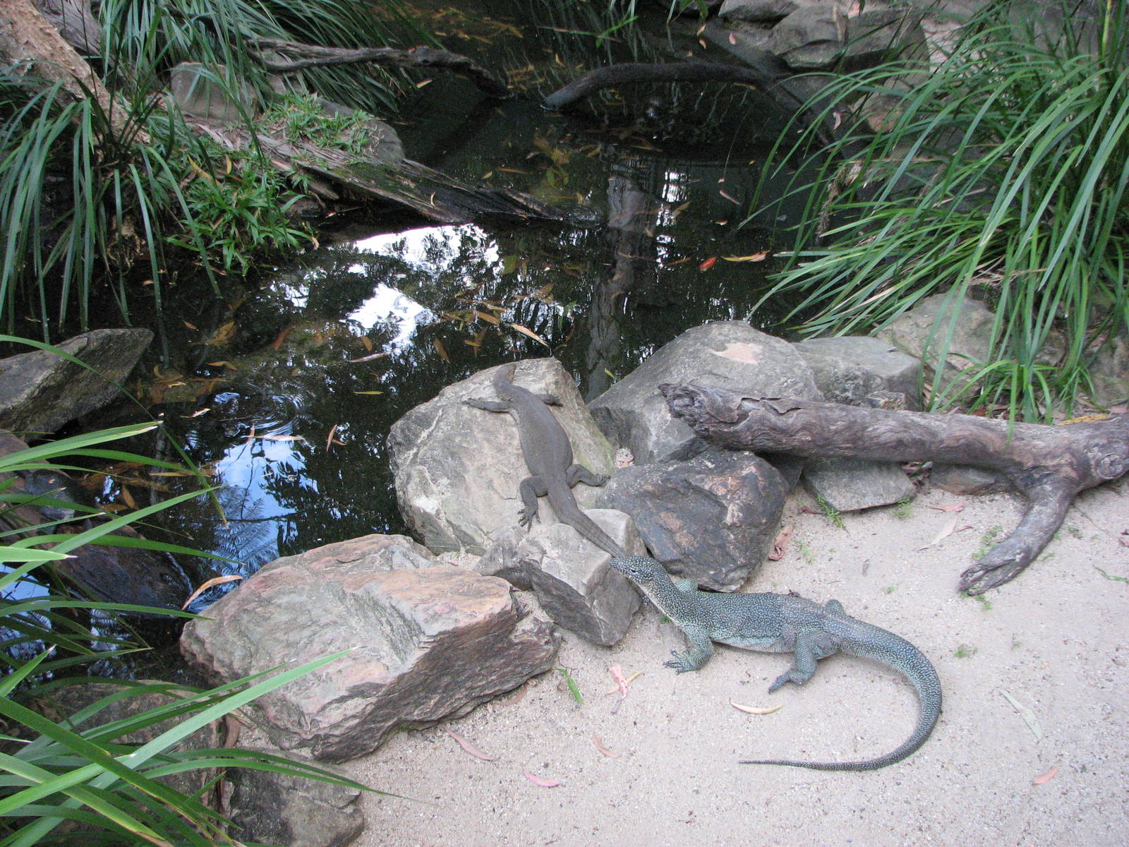 Cairns Tropical Zoo 2007 - Monitors