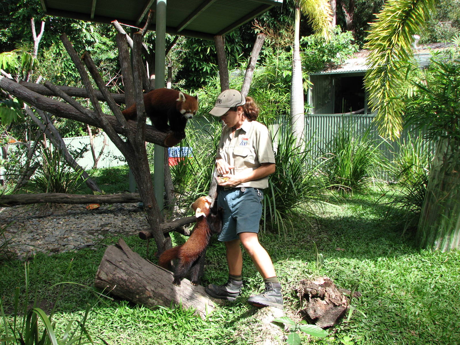 Cairns Tropical Zoo 2007 -Red Panda feeding session