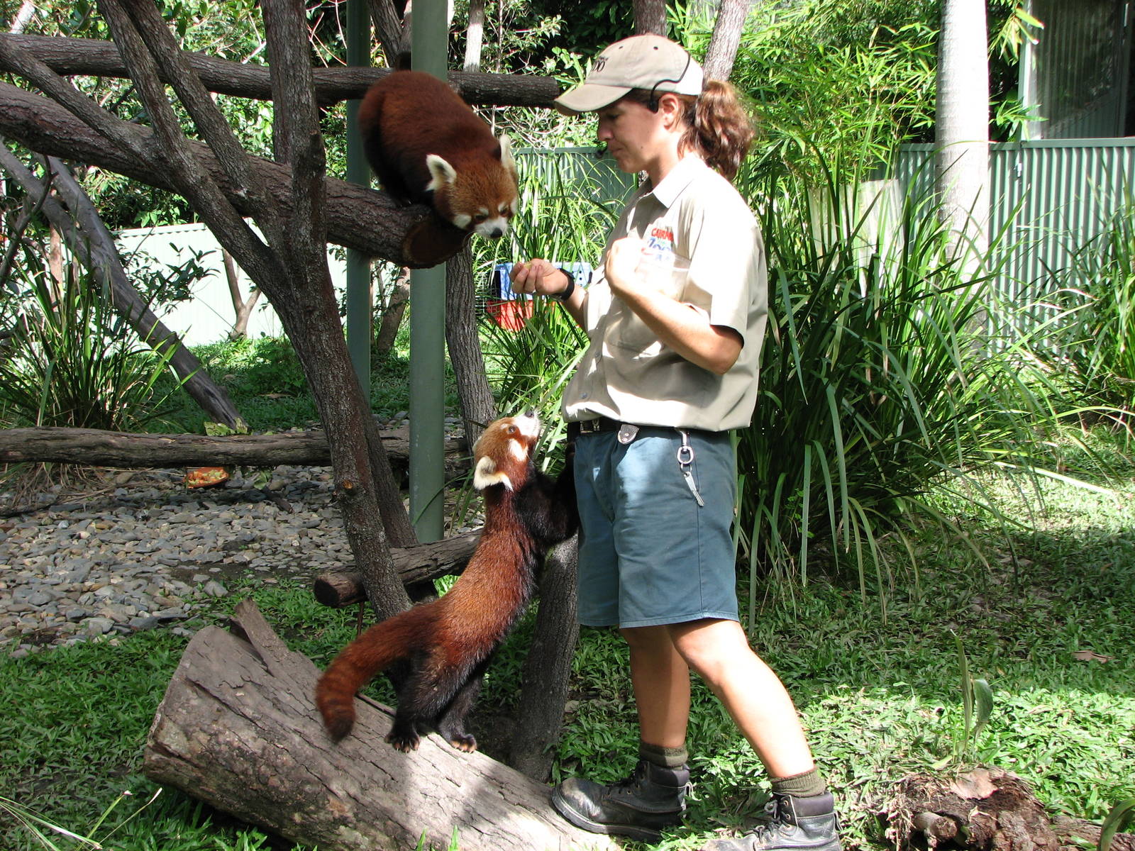 Cairns Tropical Zoo 2007 - Red Panda feeding session