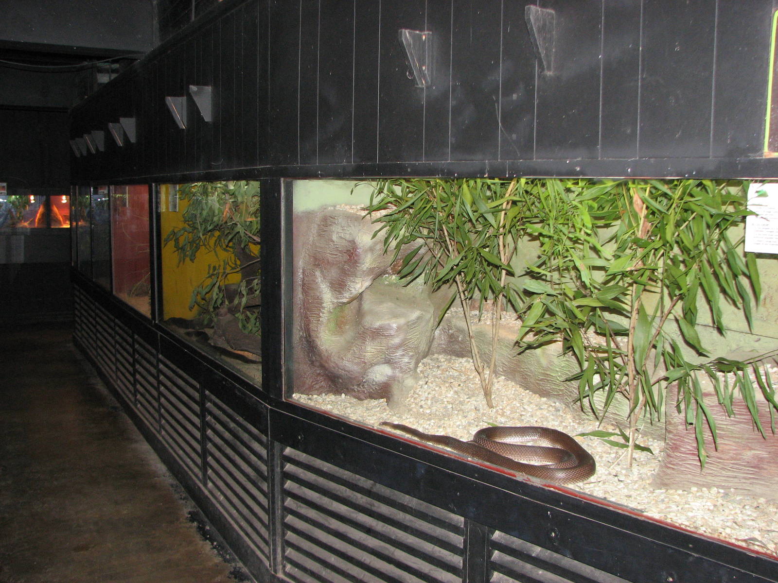 Cairns Tropical Zoo 2007 - Reptile House