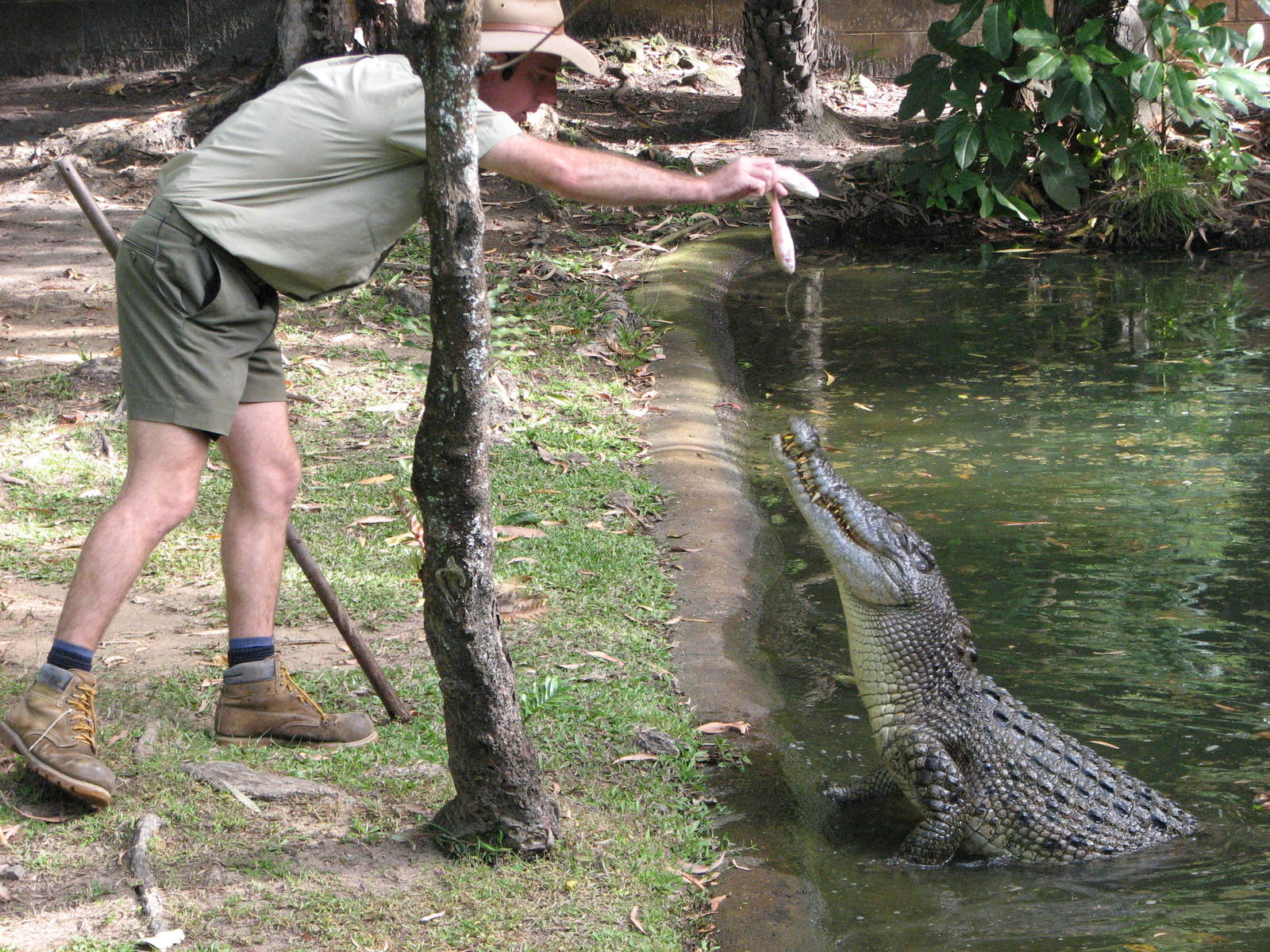 Cairns Tropical Zoo 2007 -Saltwater Crocodile feeding session