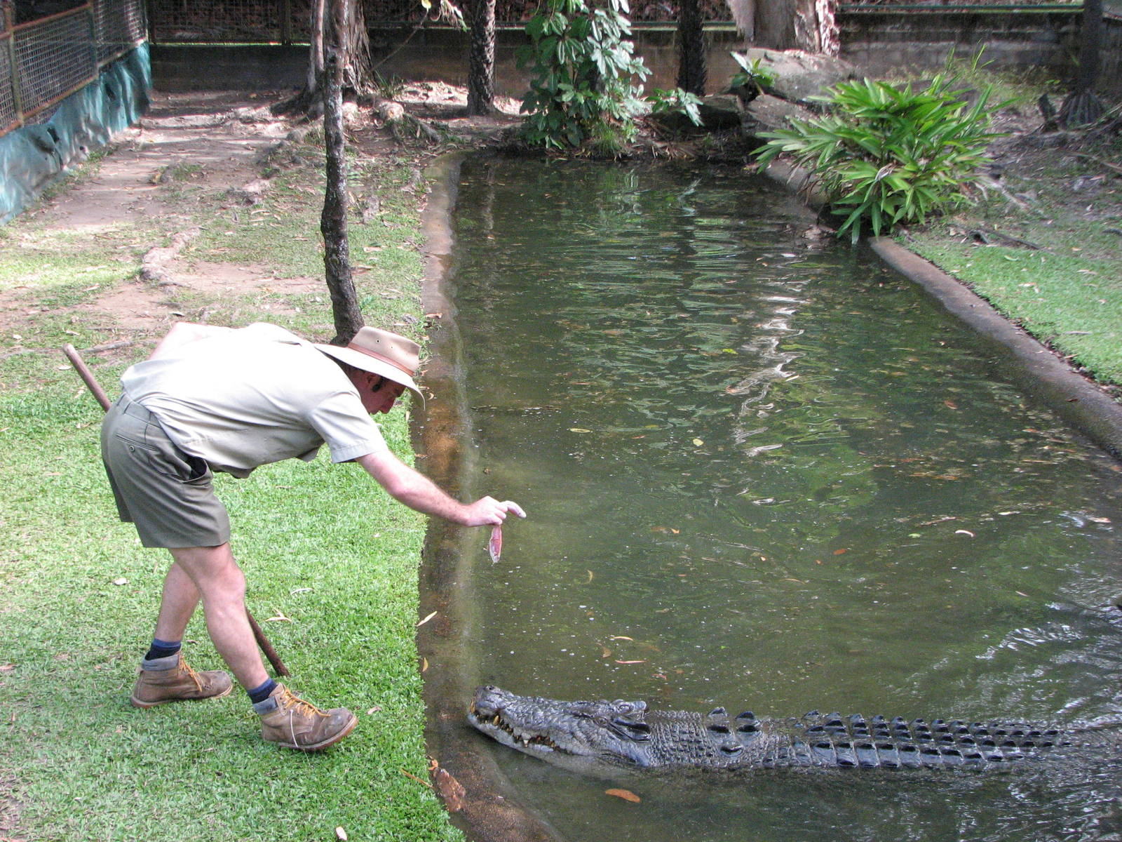 Cairns Tropical Zoo 2007 - Saltwater Crocodile feeding session