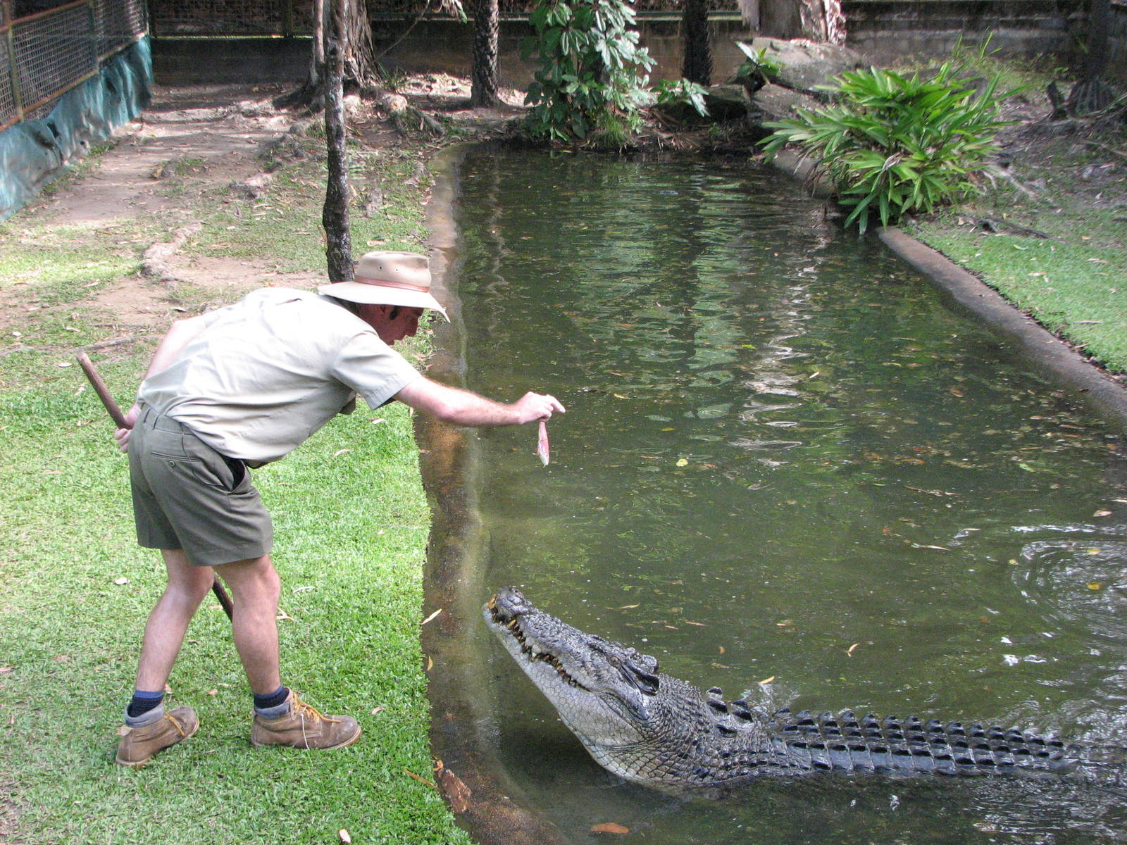 Cairns Tropical Zoo 2007 - Saltwater Crocodile feeding session