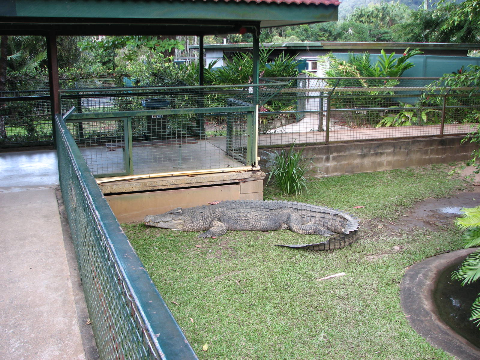 Cairns Tropical Zoo 2007 - Suspected man-eater