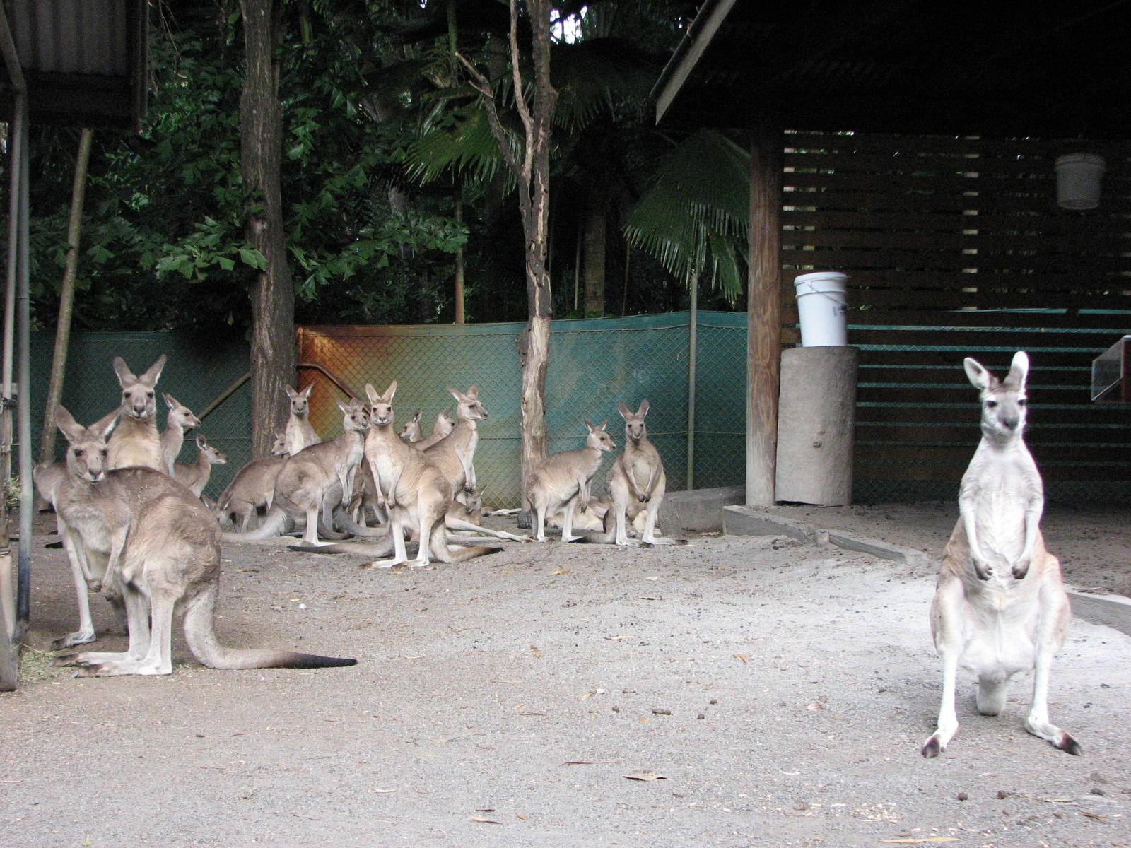 Cairns Tropical Zoo 2007 - Western Gray Kangaroos