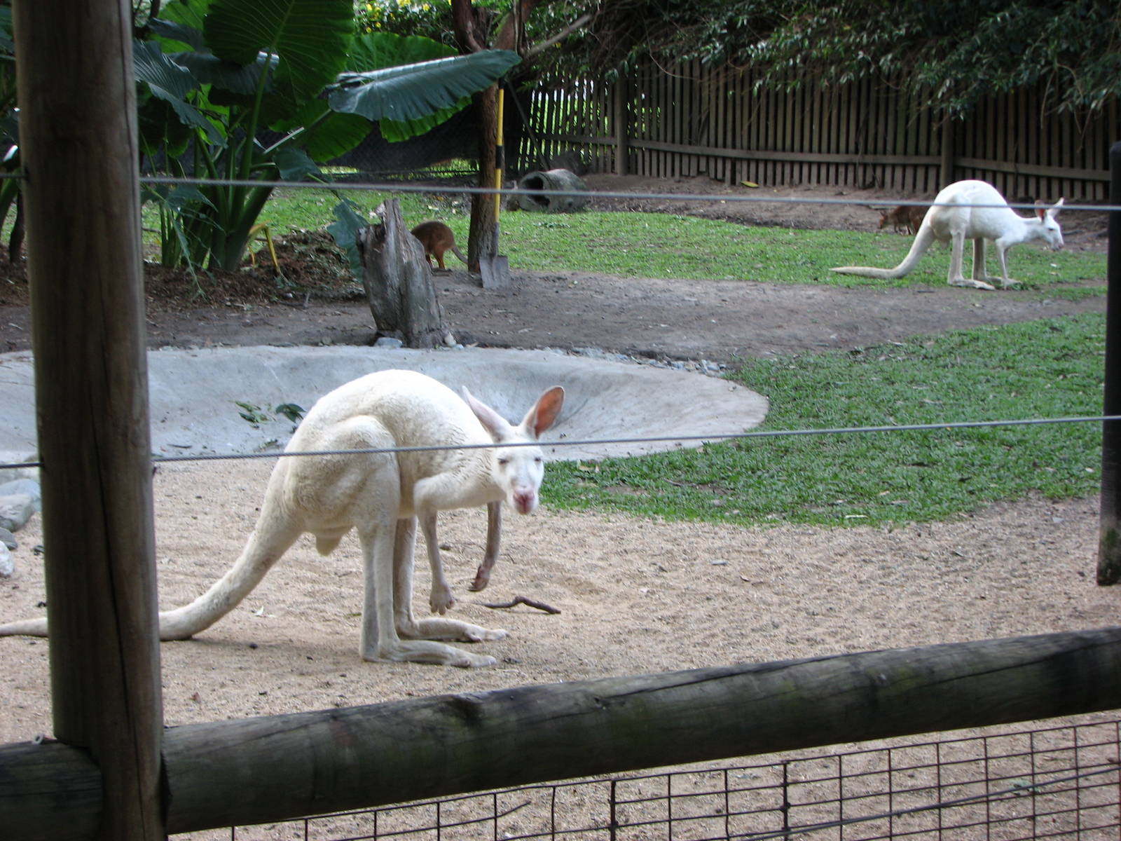 Cairns Tropical Zoo 2007 - White Kangaroos
