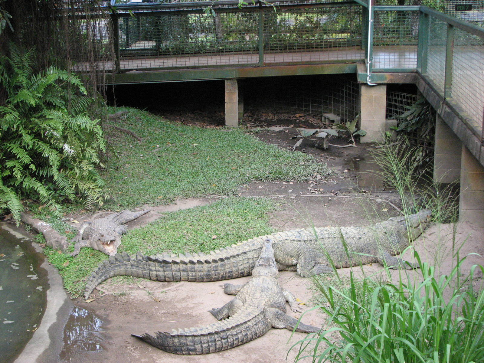 Cairns Tropical Zoo 2007