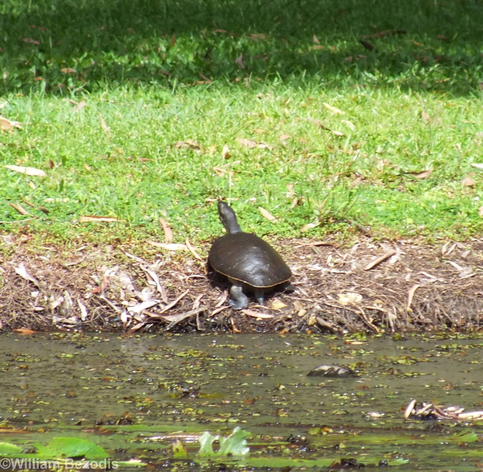 Cairns Turtle ID