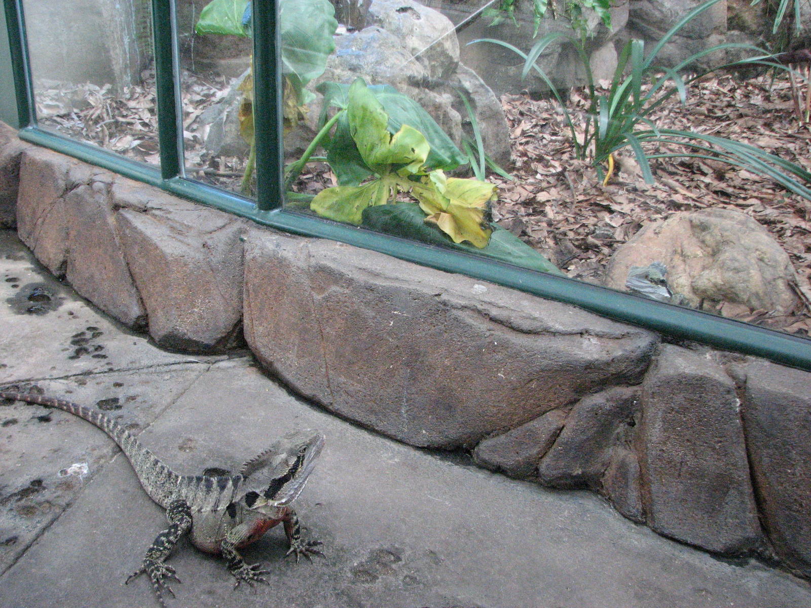Cairns Wildlife Dome 2007 - Australian Water Dragons