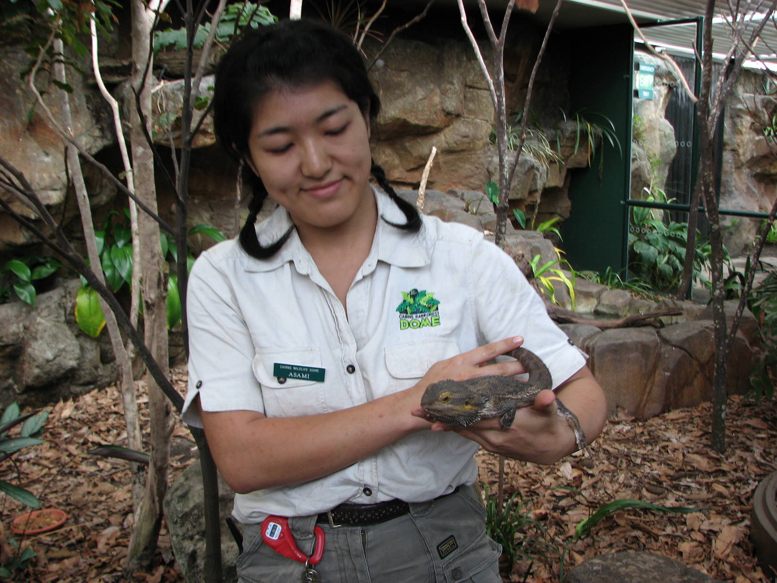 Cairns Wildlife Dome 2007 - Keeper shows a Bearded Dragon?