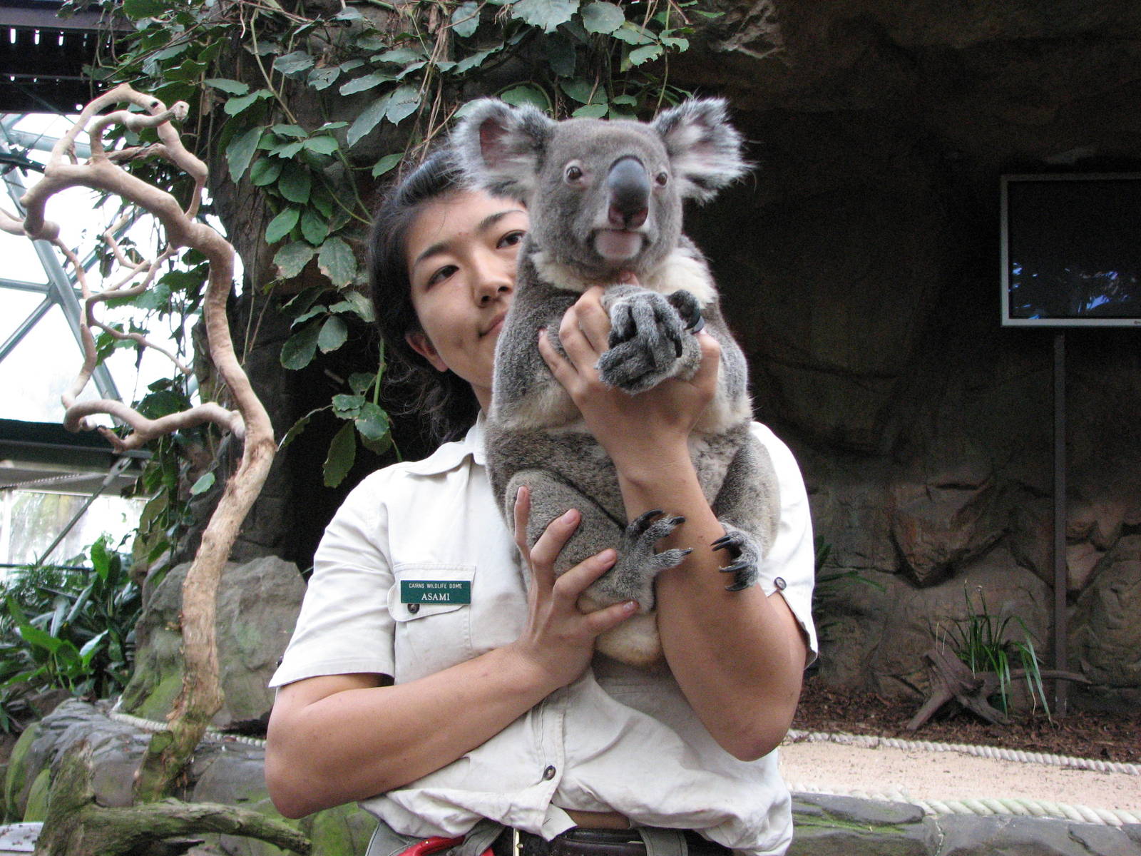 Cairns Wildlife Dome 2007 - Keeper shows a Koala