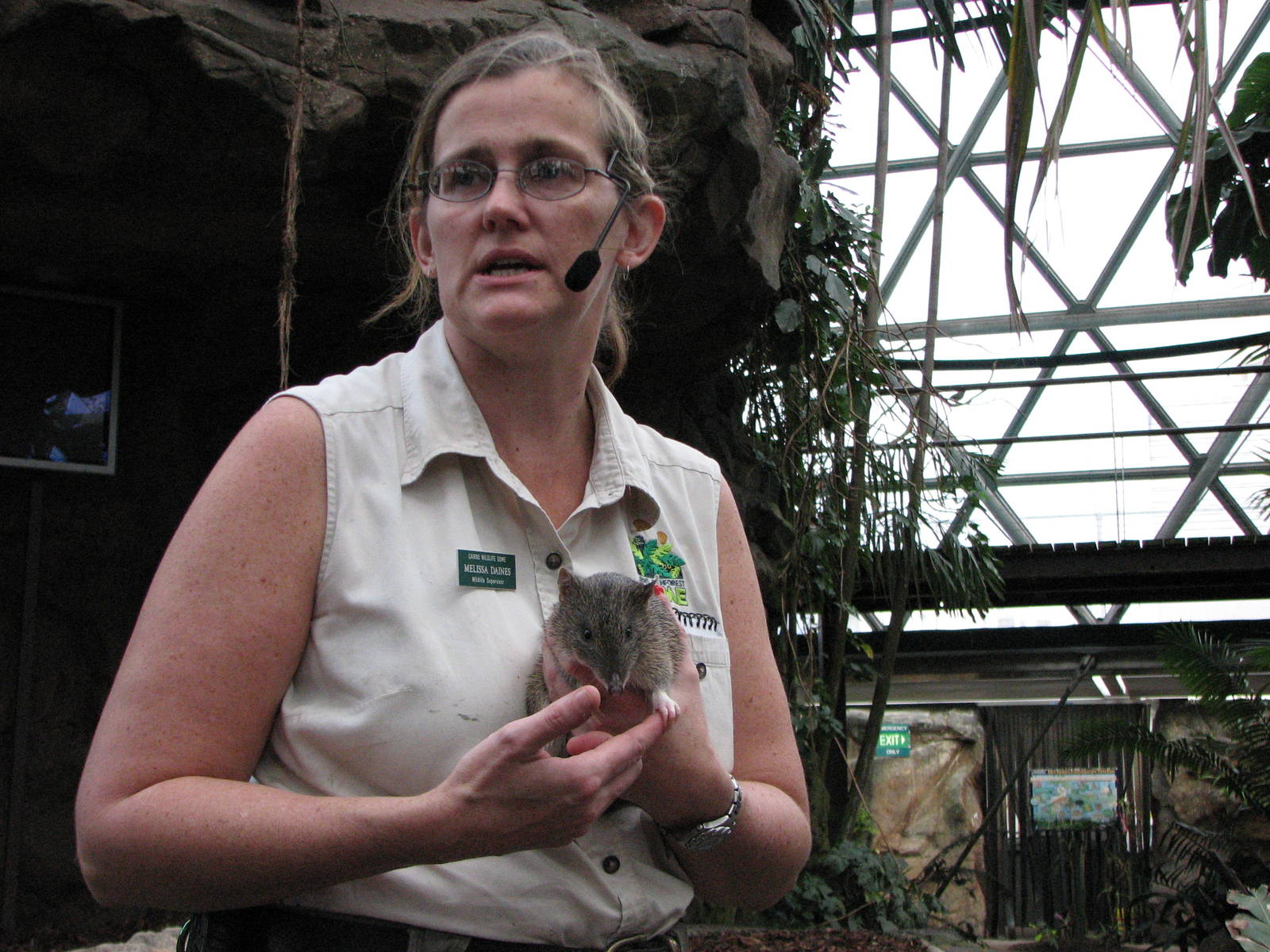 Cairns Wildlife Dome 2007 - Keeper shows a Northern Brown Bandicoot