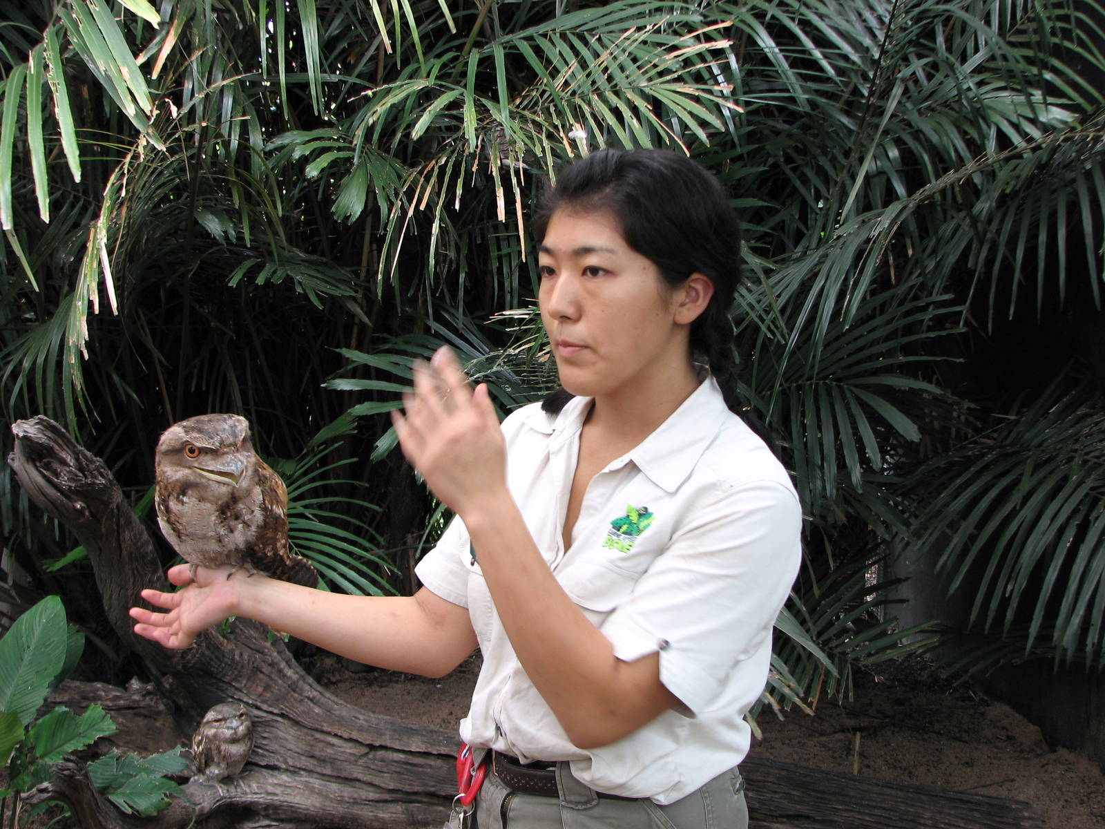 Cairns Wildlife Dome 2007 - Keeper shows a Tawny Frogmouth