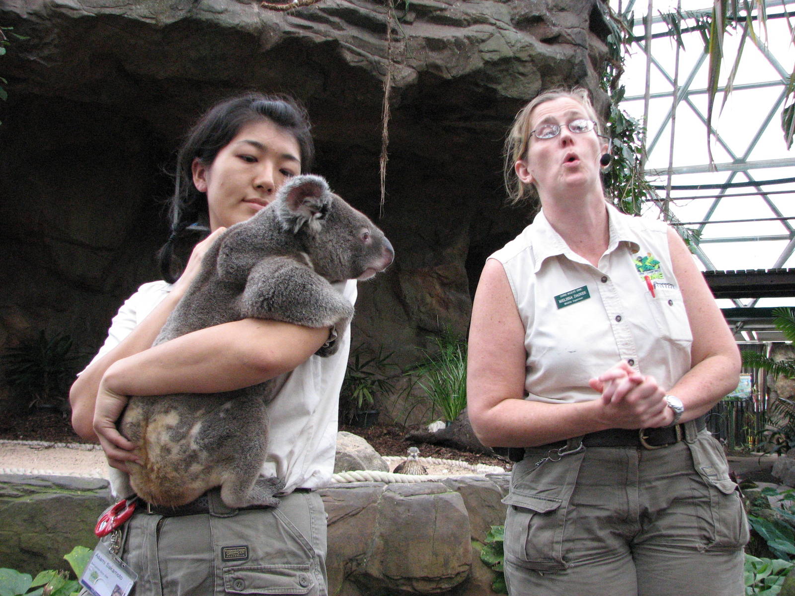 Cairns Wildlife Dome 2007 - Keepers show a Koala