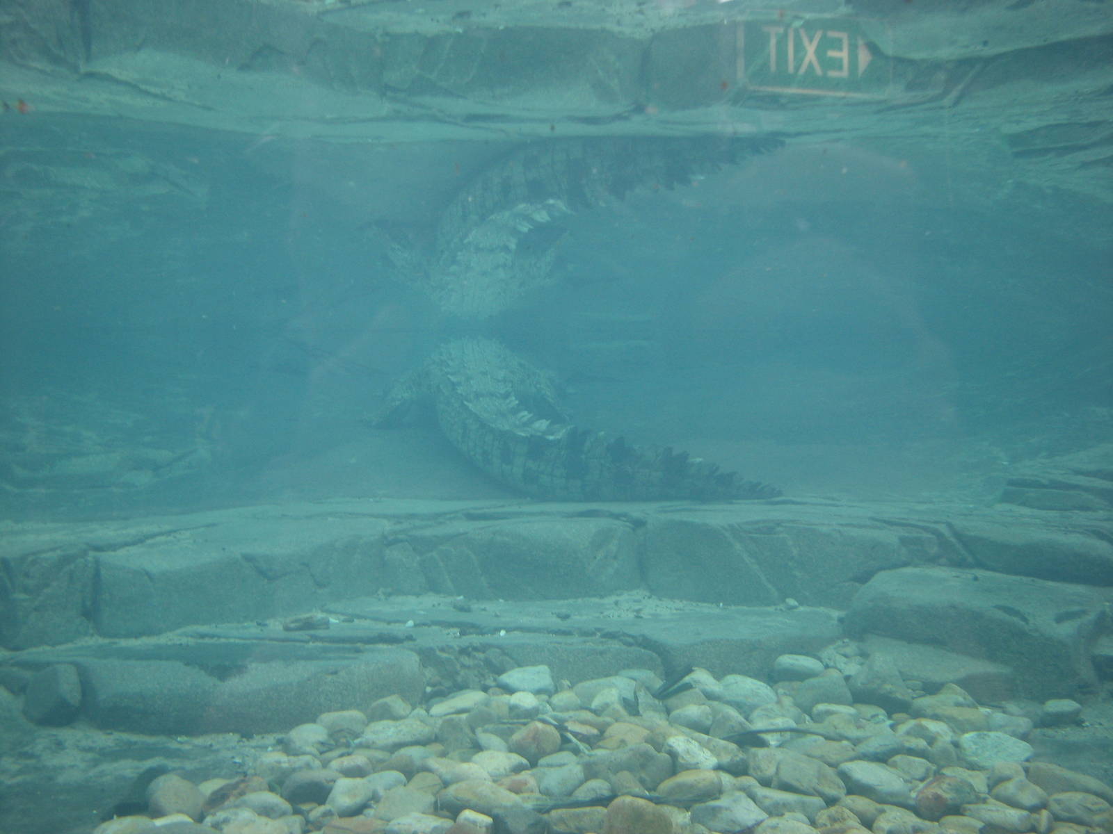 Cairns Wildlife Dome 2007 - Saltwater Crocodile underwater