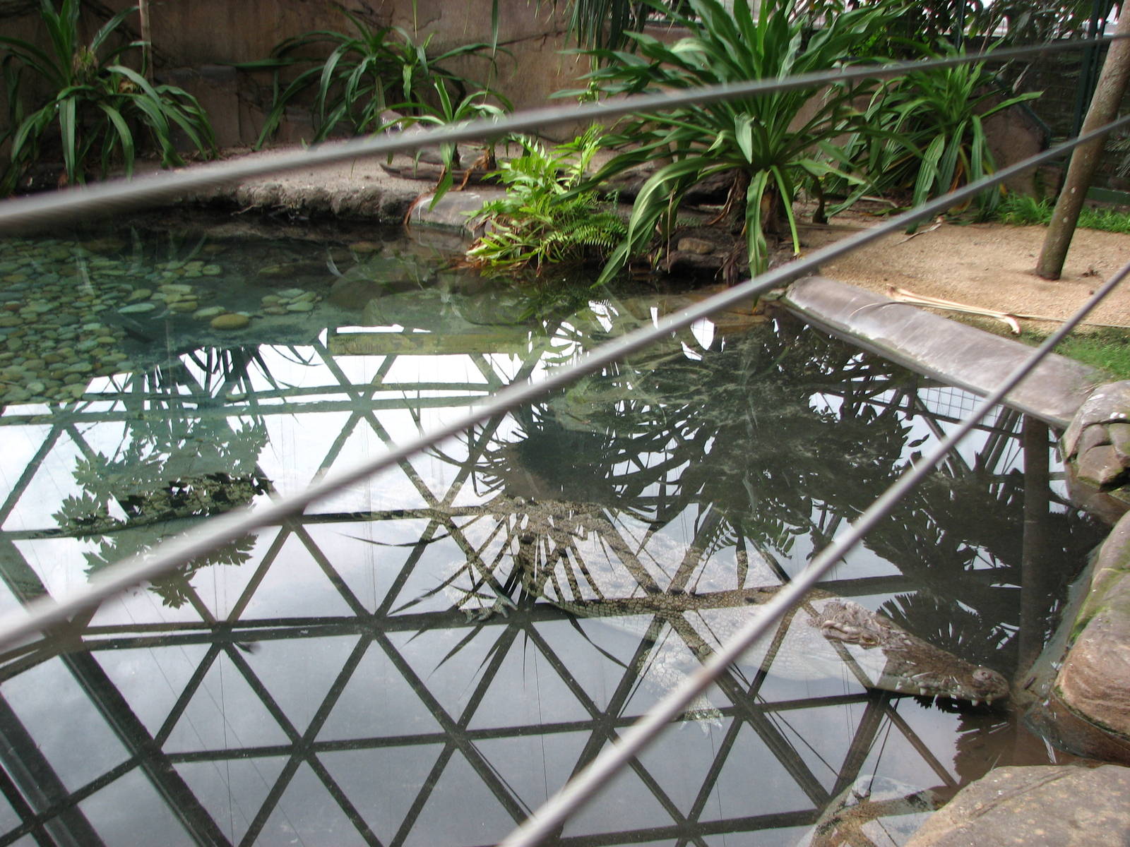 Cairns Wildlife Dome 2007 - Submerged Saltwater Crocodile seen from above