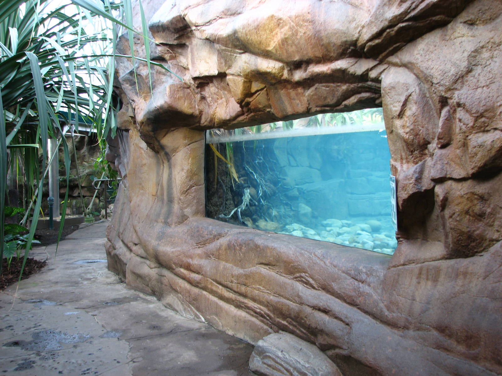 Cairns Wildlife Dome 2007 - Window into the Saltwater Crocodile exhibit