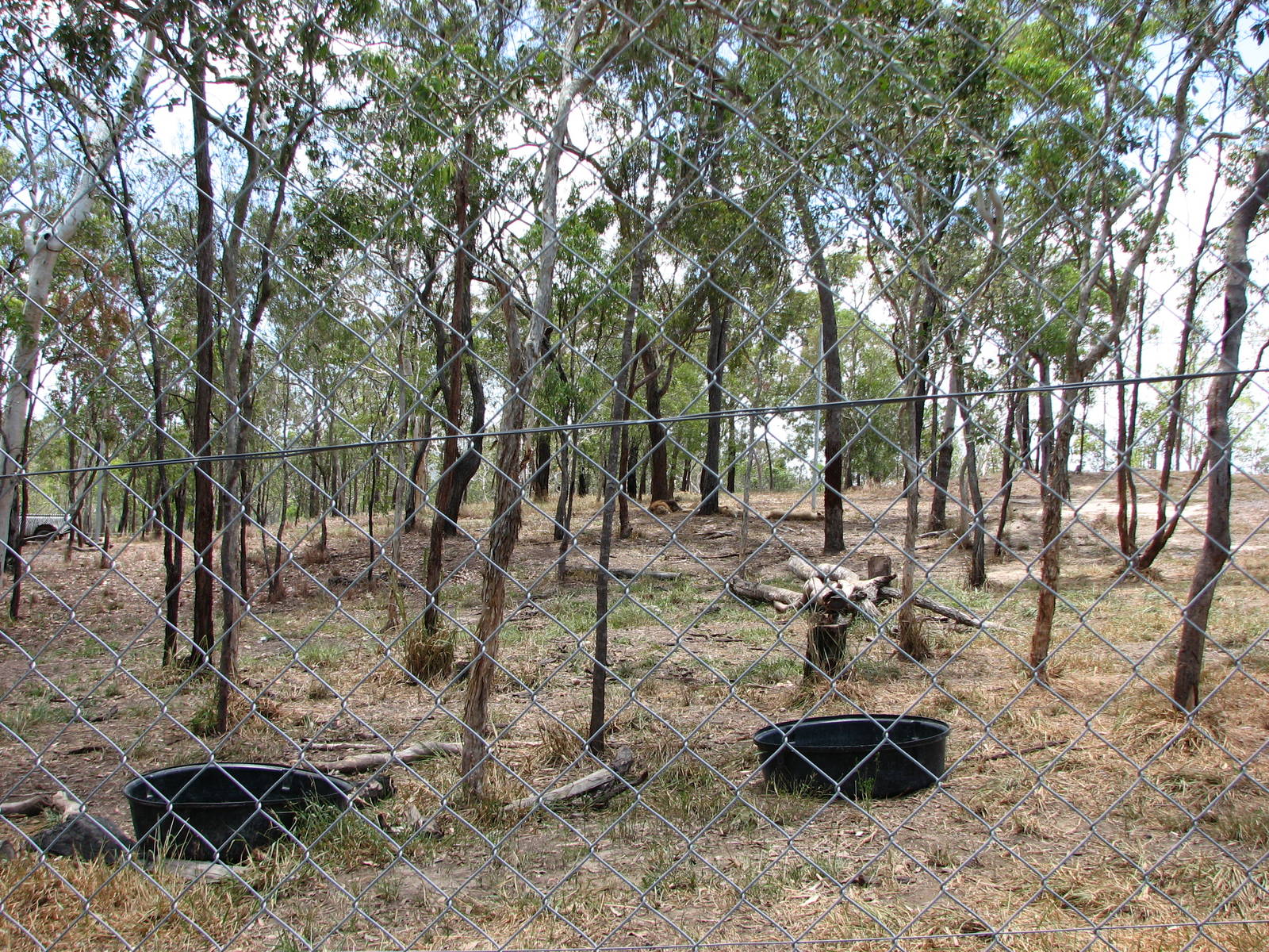 Cairns Wildlife Safari Reserve - Another lion enclosure