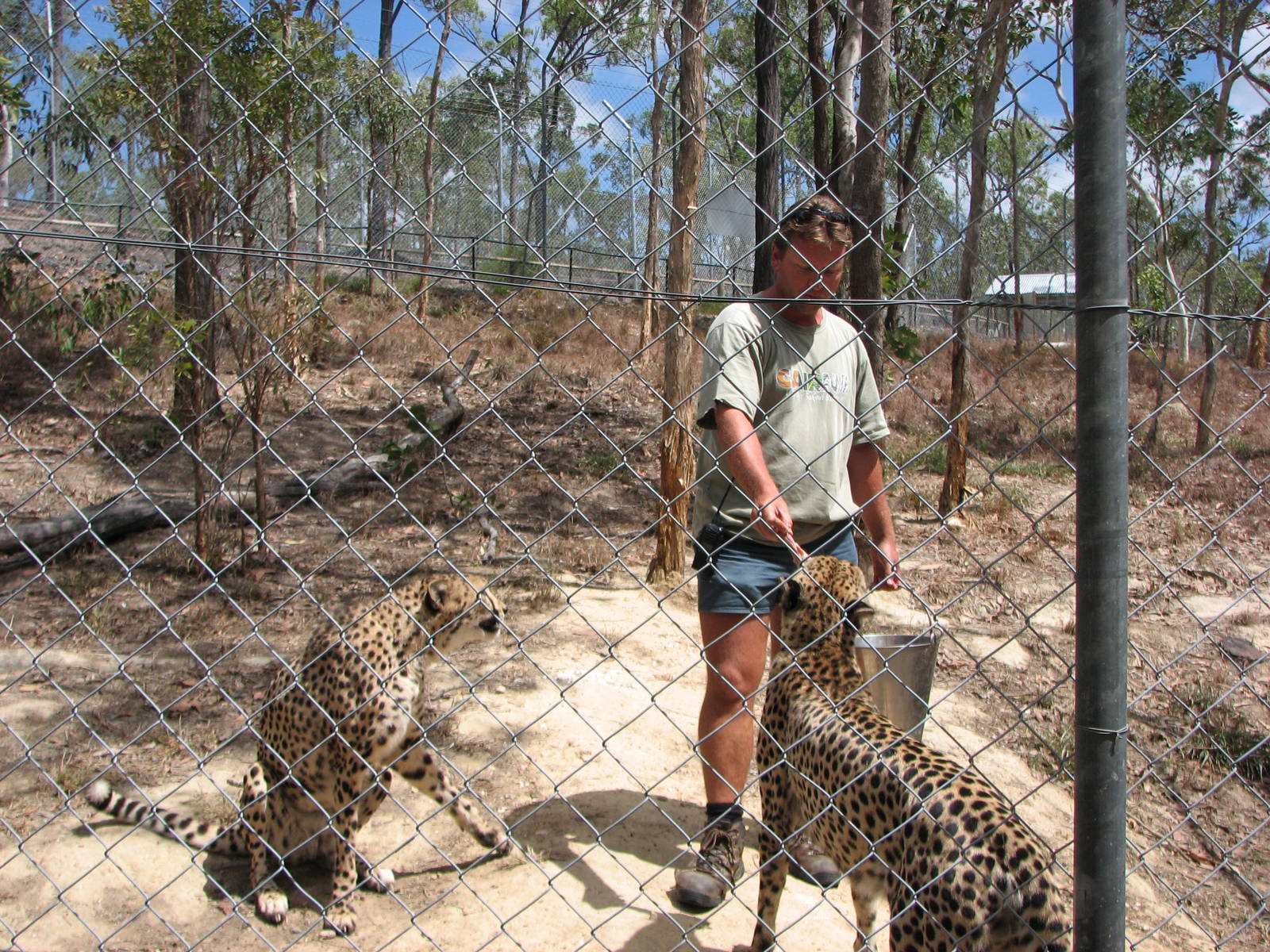 Cairns Wildlife Safari Reserve - Cheetah hand-feeding and presentation