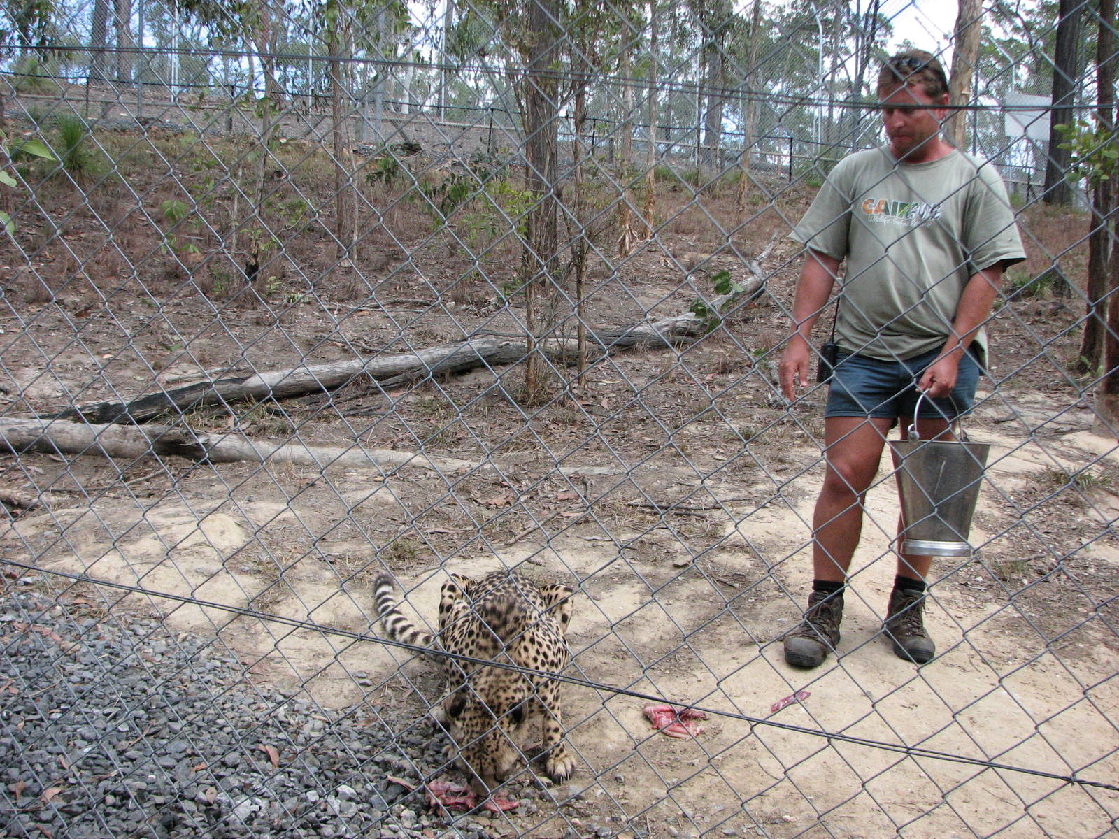 Cairns Wildlife Safari Reserve - Cheetah hand-feeding and presentation