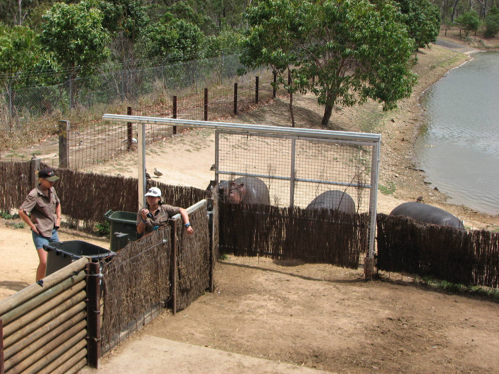 Cairns Wildlife Safari Reserve - Common Hippopotamus family awaits lunch