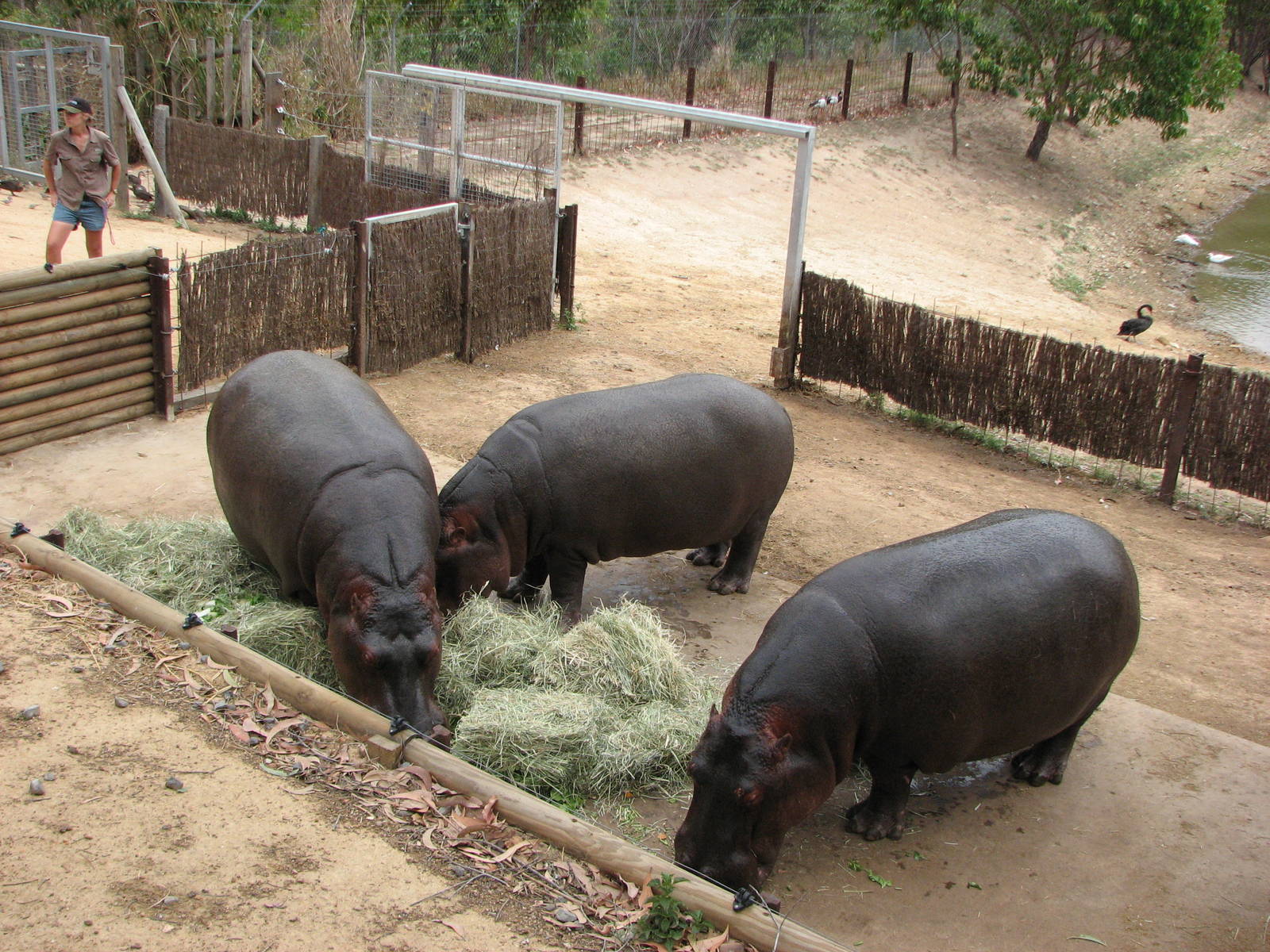 Cairns Wildlife Safari Reserve - Common Hippopotamus family
