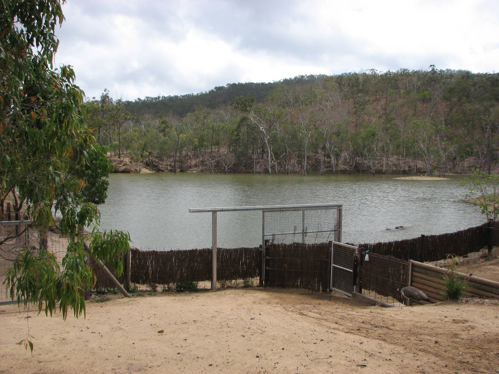 Cairns Wildlife Safari Reserve - Common Hippopotamus lake and feeding pens