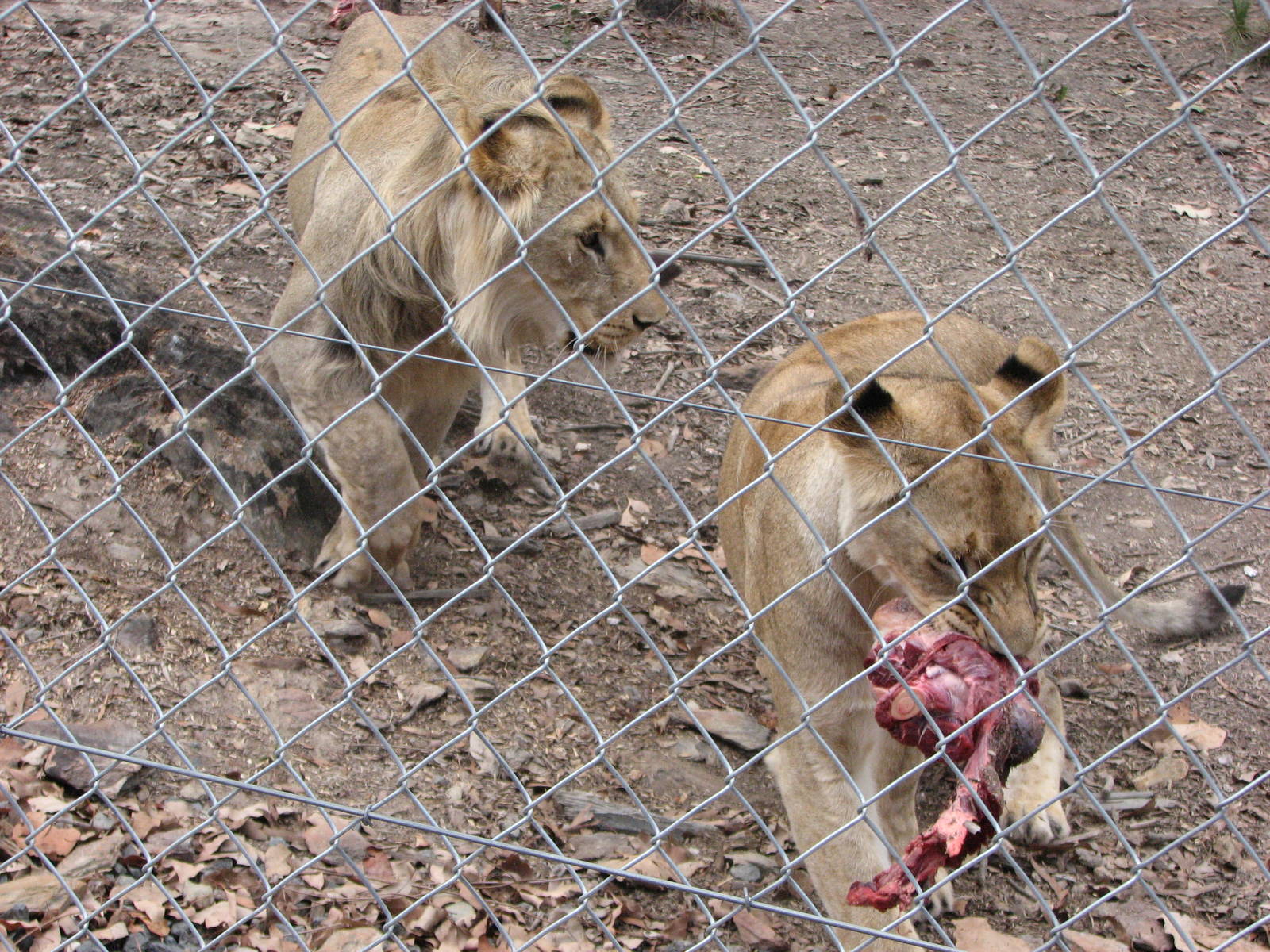 Cairns Wildlife Safari Reserve - Cubs fight for the meat