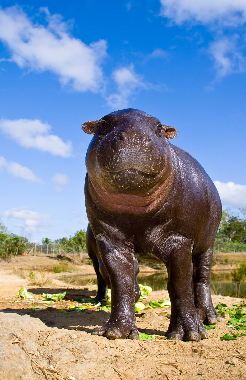 Cairns Wildlife Safari Reserve Hippo growing up
