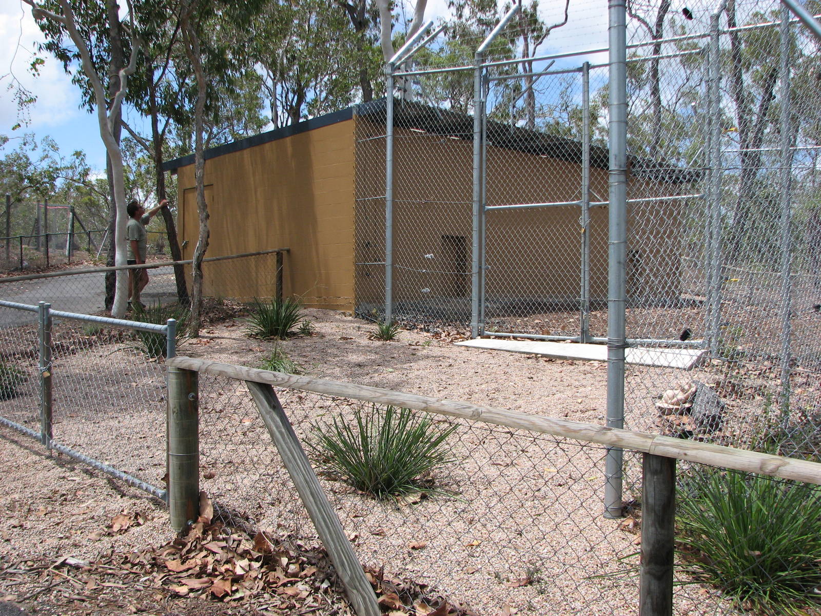 Cairns Wildlife Safari Reserve - Lion cub building
