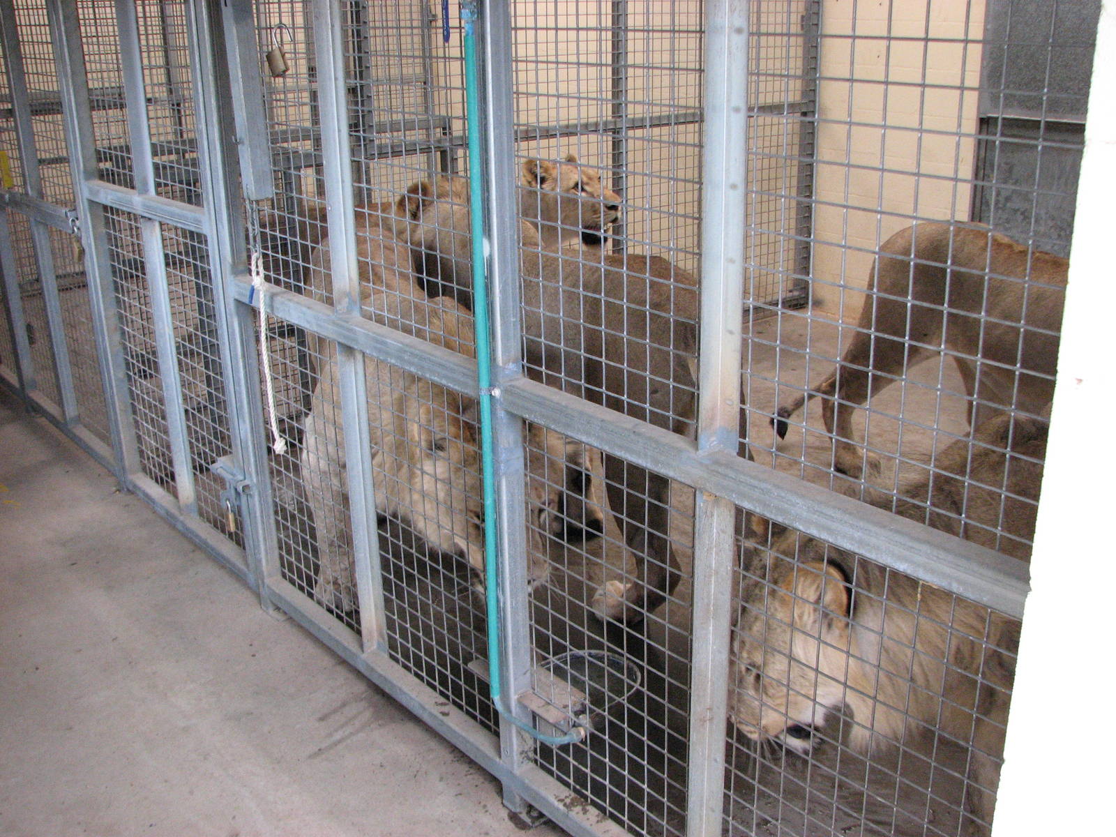 Cairns Wildlife Safari Reserve - Lion cubs inside before public feeding