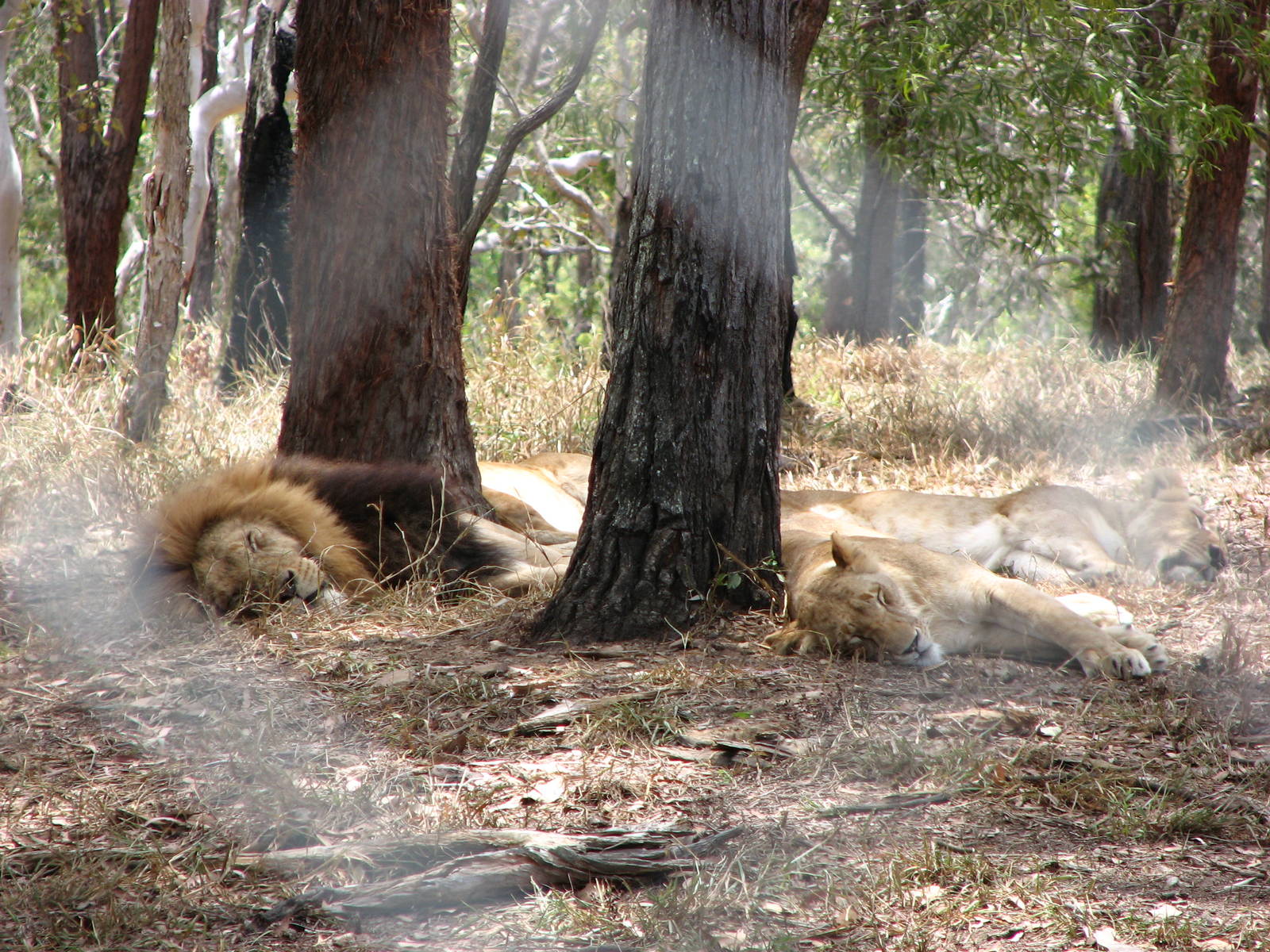 Cairns Wildlife Safari Reserve - Lions