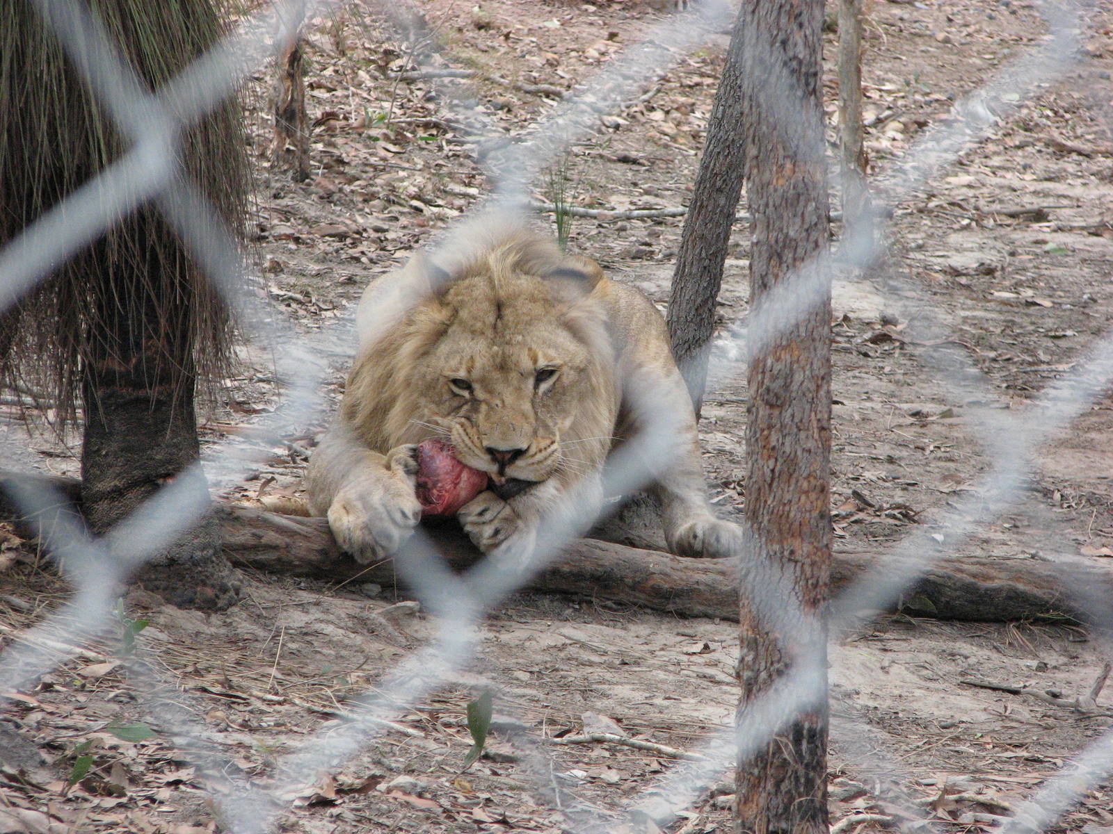 Cairns Wildlife Safari Reserve - Male lion cub enjoys his meat
