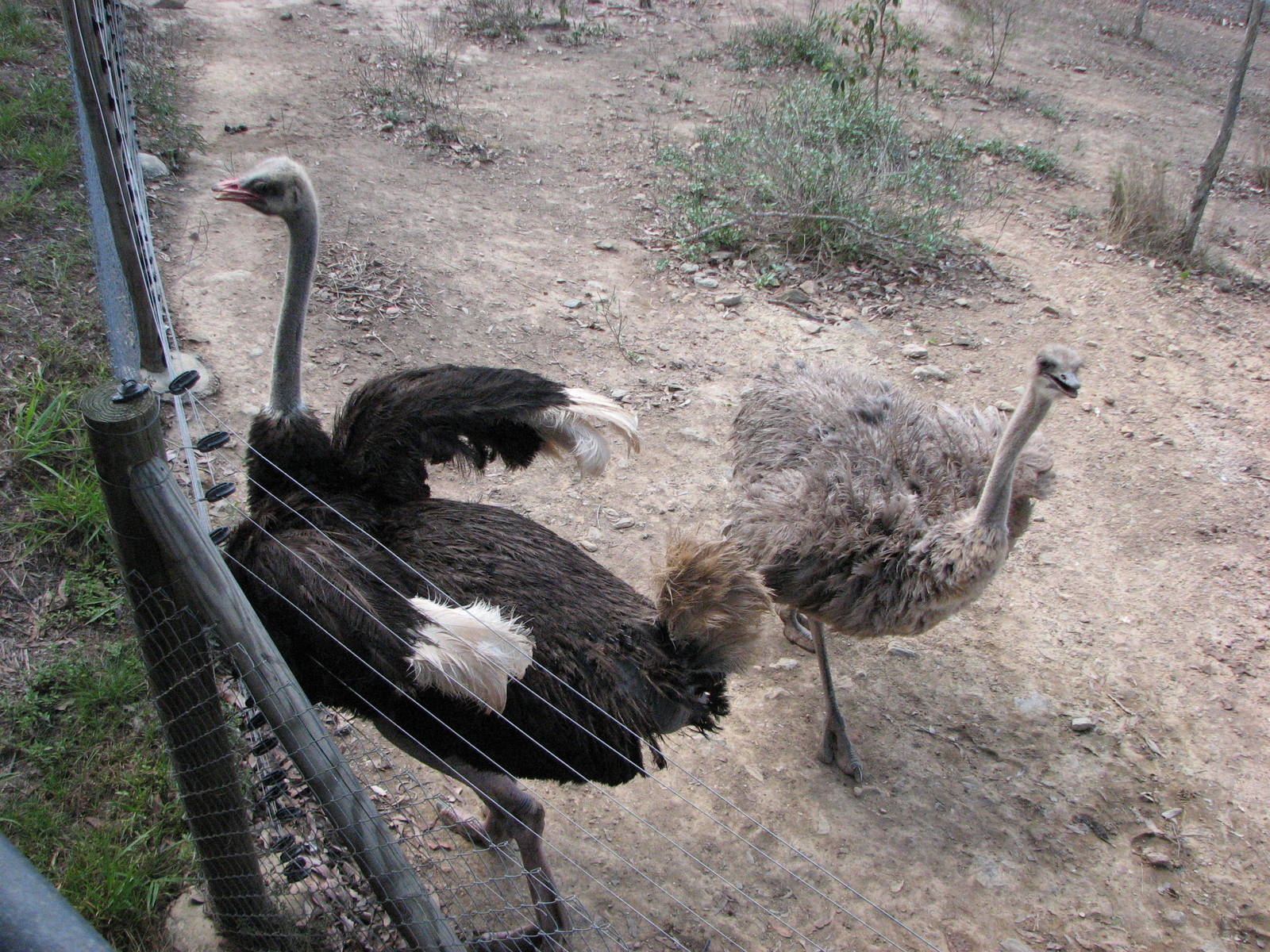 Cairns Wildlife Safari Reserve - Ostrich