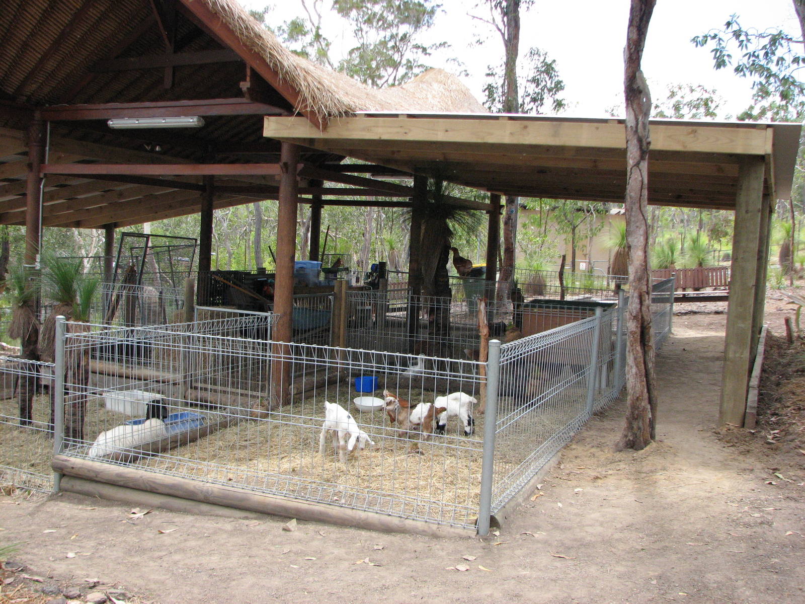 Cairns Wildlife Safari Reserve - Petting Zoo