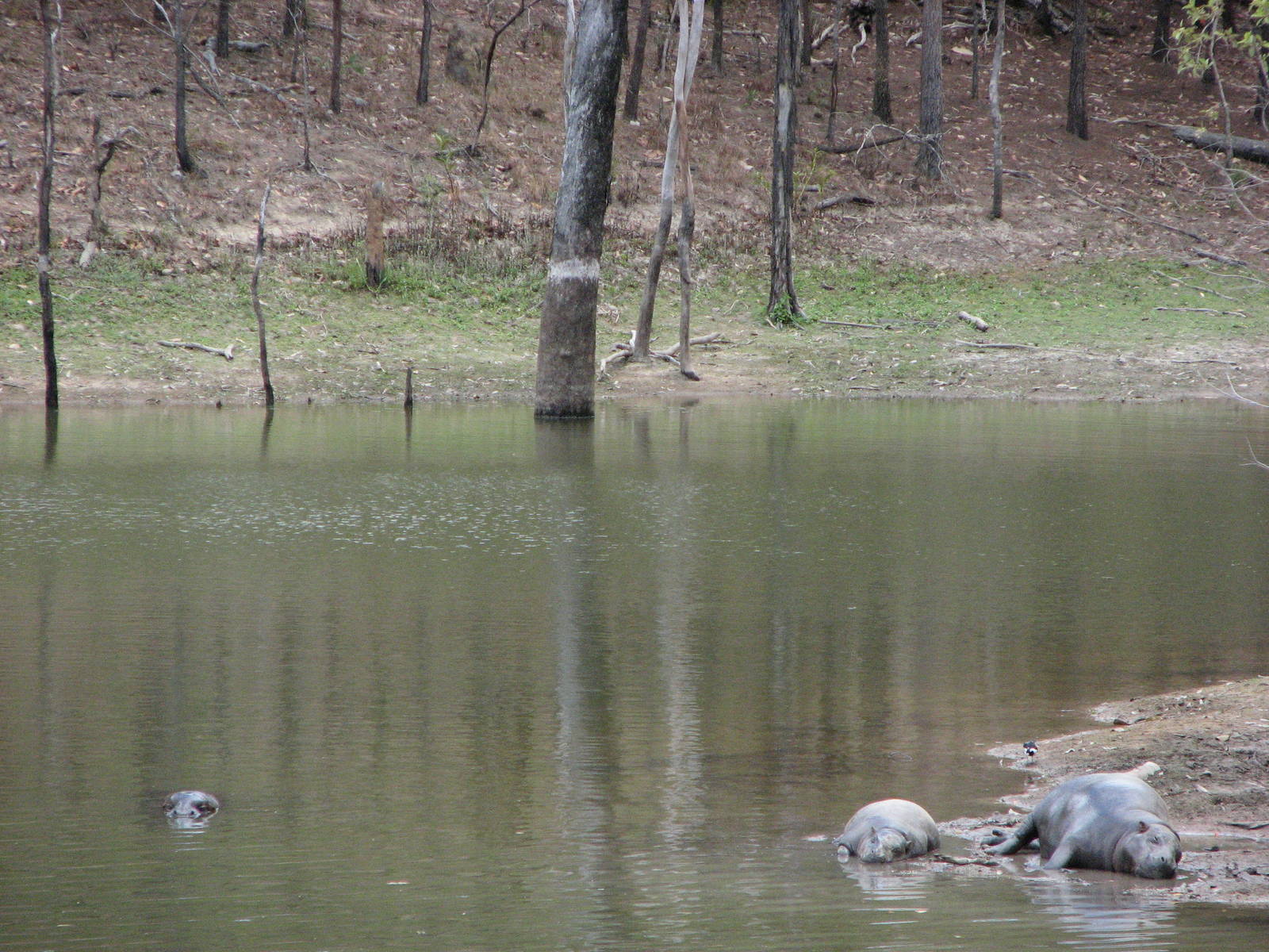 Cairns Wildlife Safari Reserve - Pigmy Hippopotamus family
