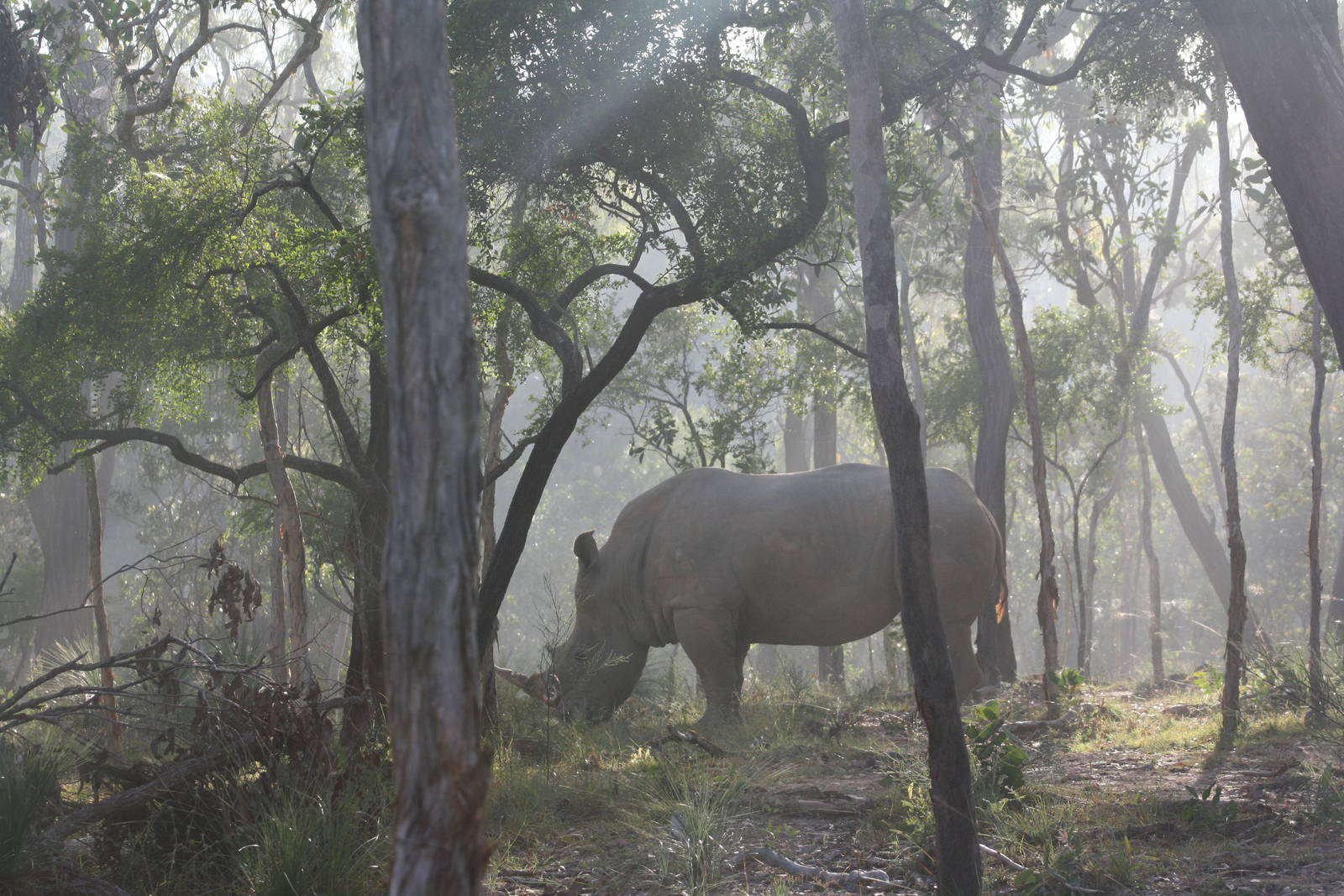 Cairns Wildlife Safari Reserve Rhino