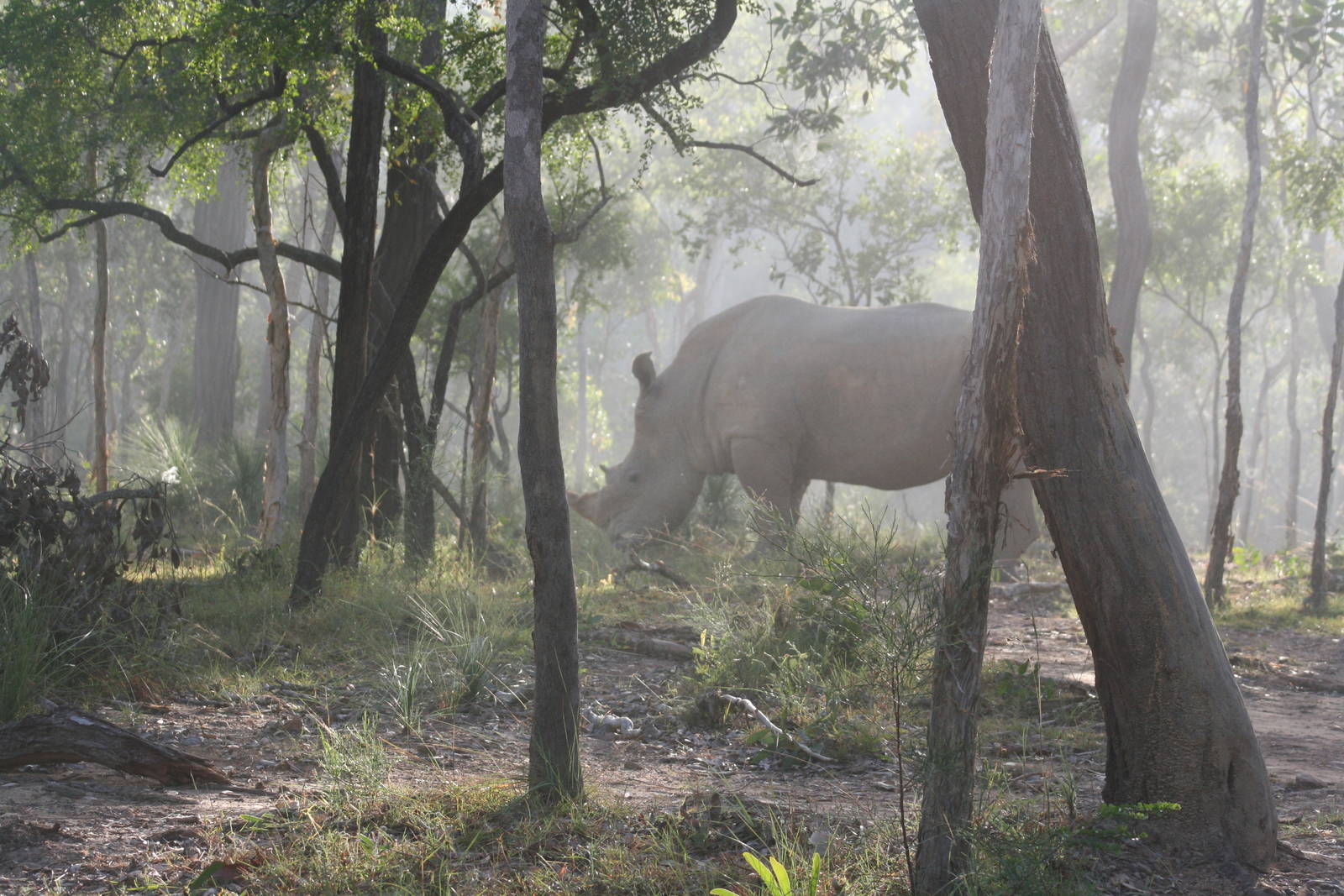 Cairns Wildlife Safari Reserve Rhino