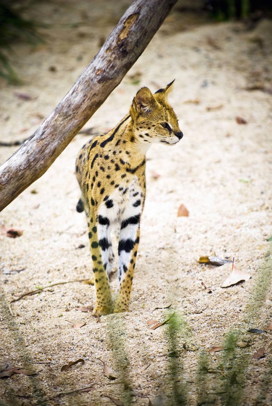 Cairns Wildlife Safari Reserve Serval