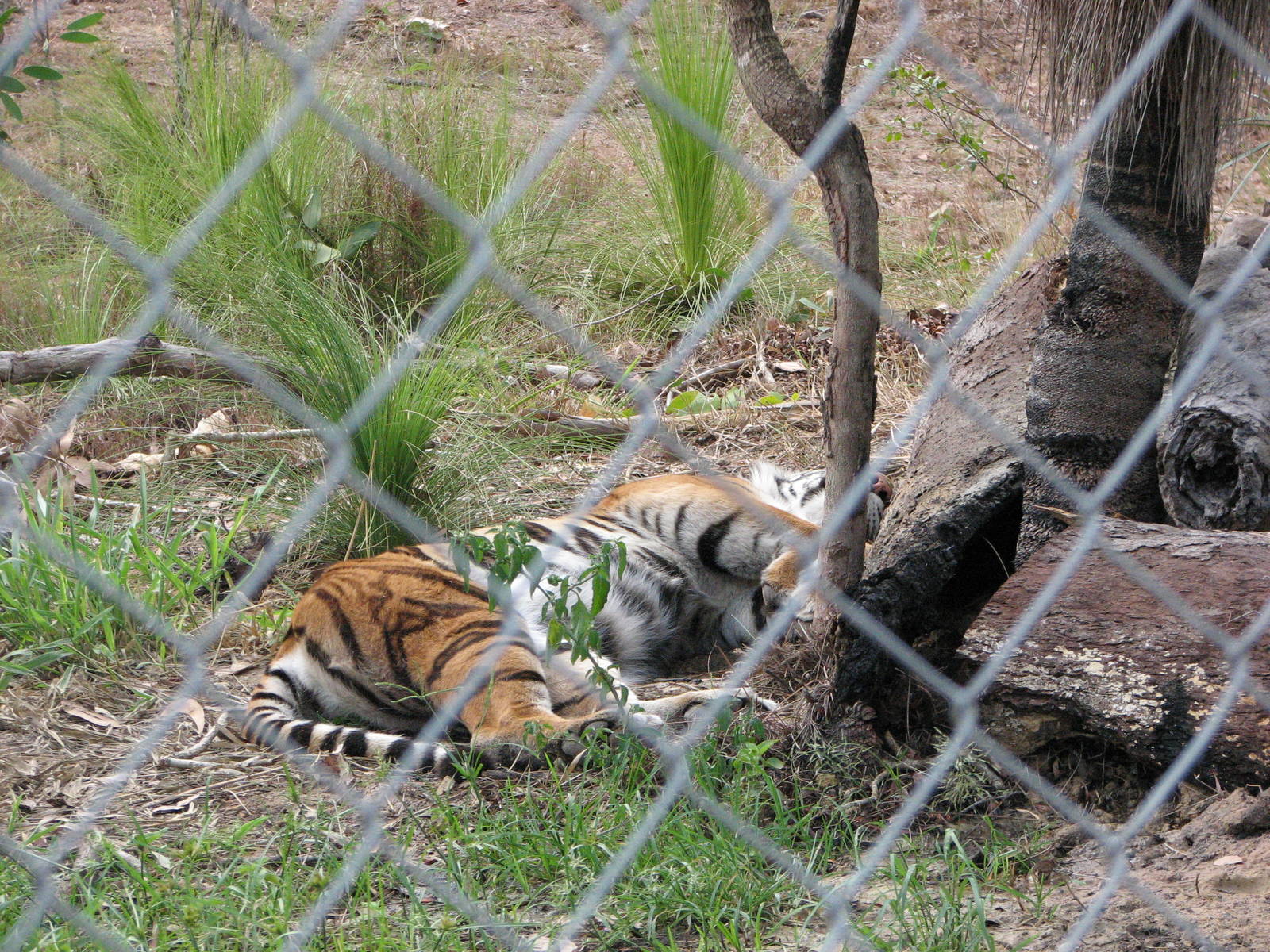 Cairns Wildlife Safari Reserve - Sumatran/Bengal tiger hybrid